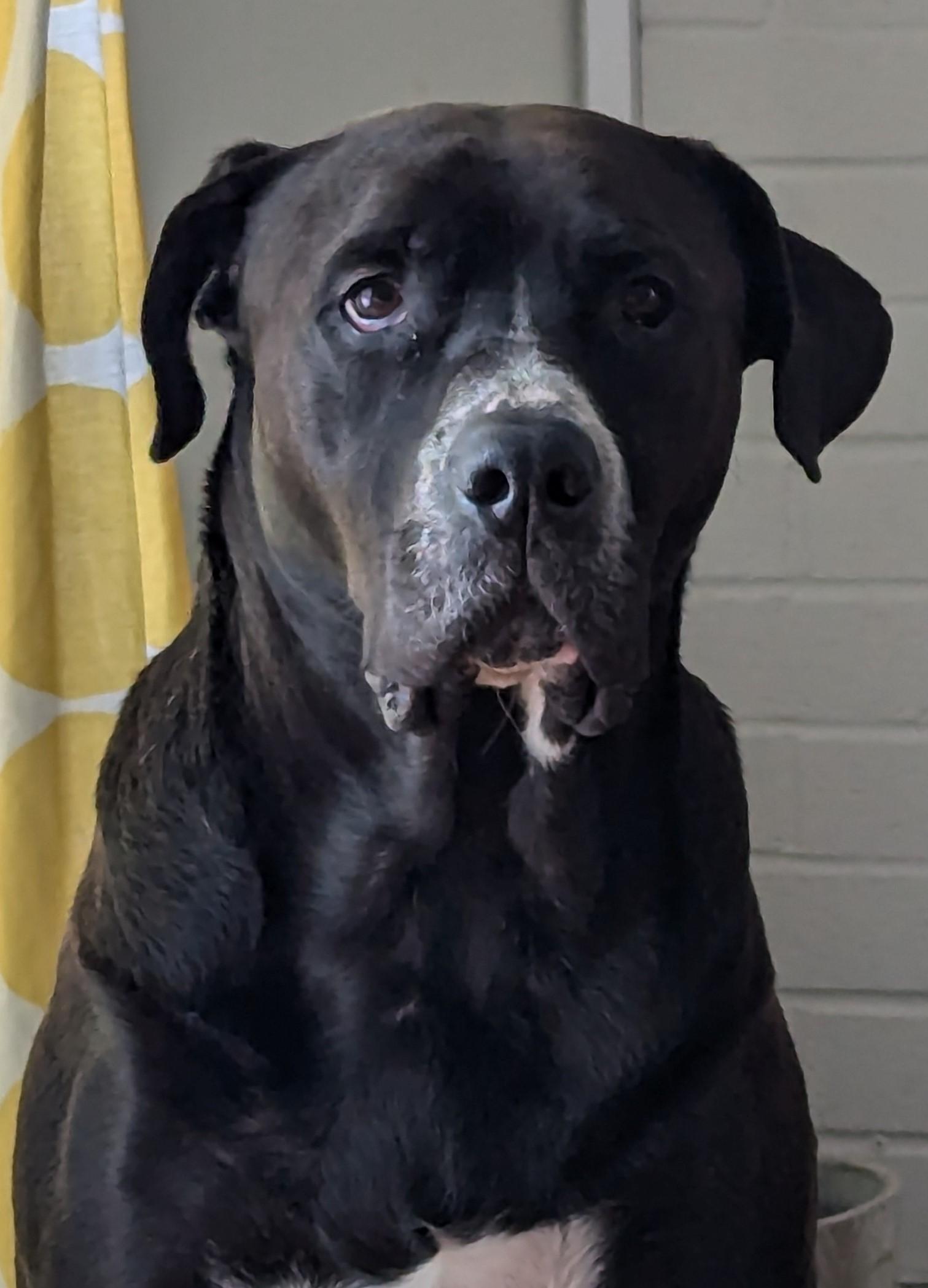 Enlarge Tanner, a Adoptable Mixed Breed in Mississauga, ON image 6/6