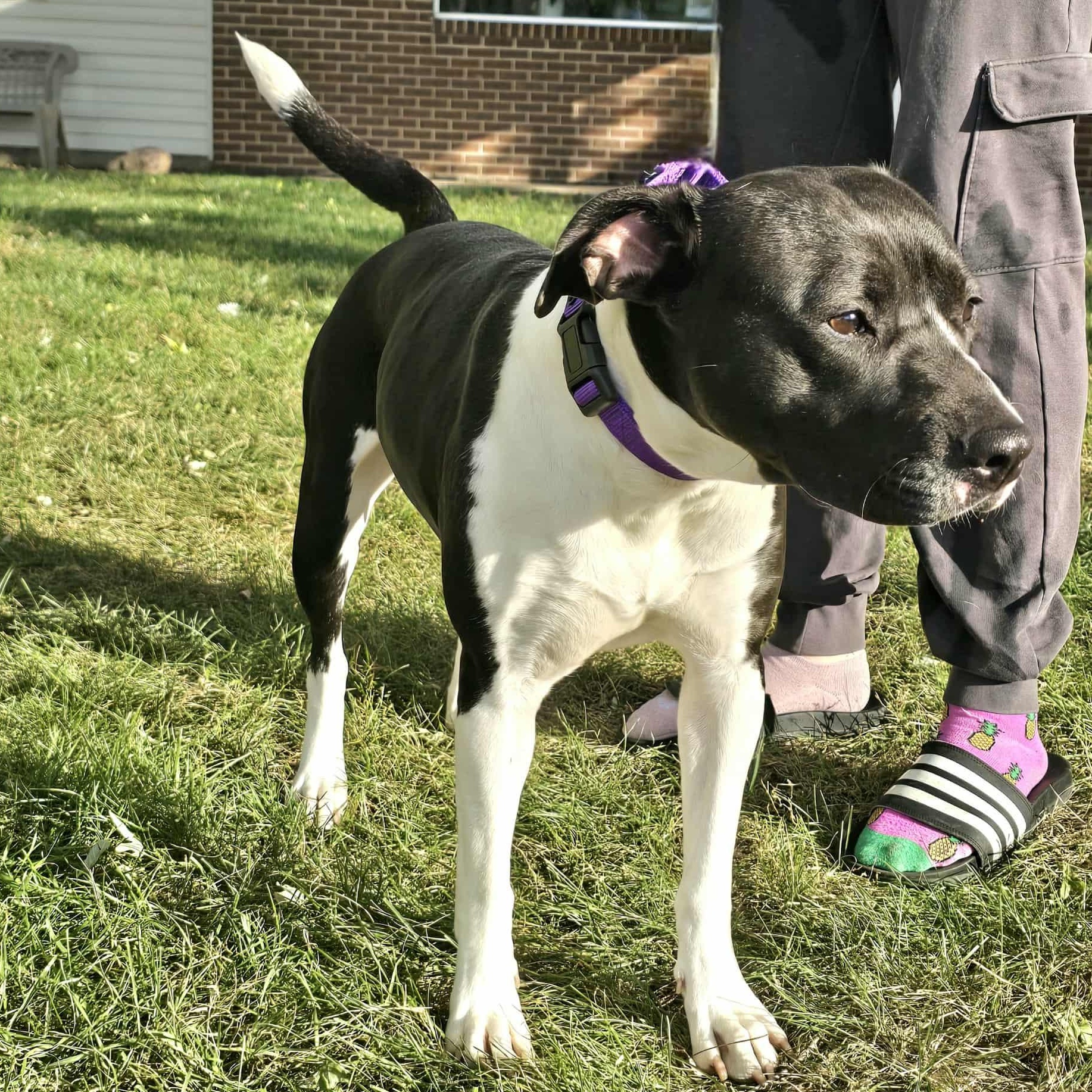 Enlarge Pebbles, a Adoptable mixed breed in Waterloo, IA image 3/4