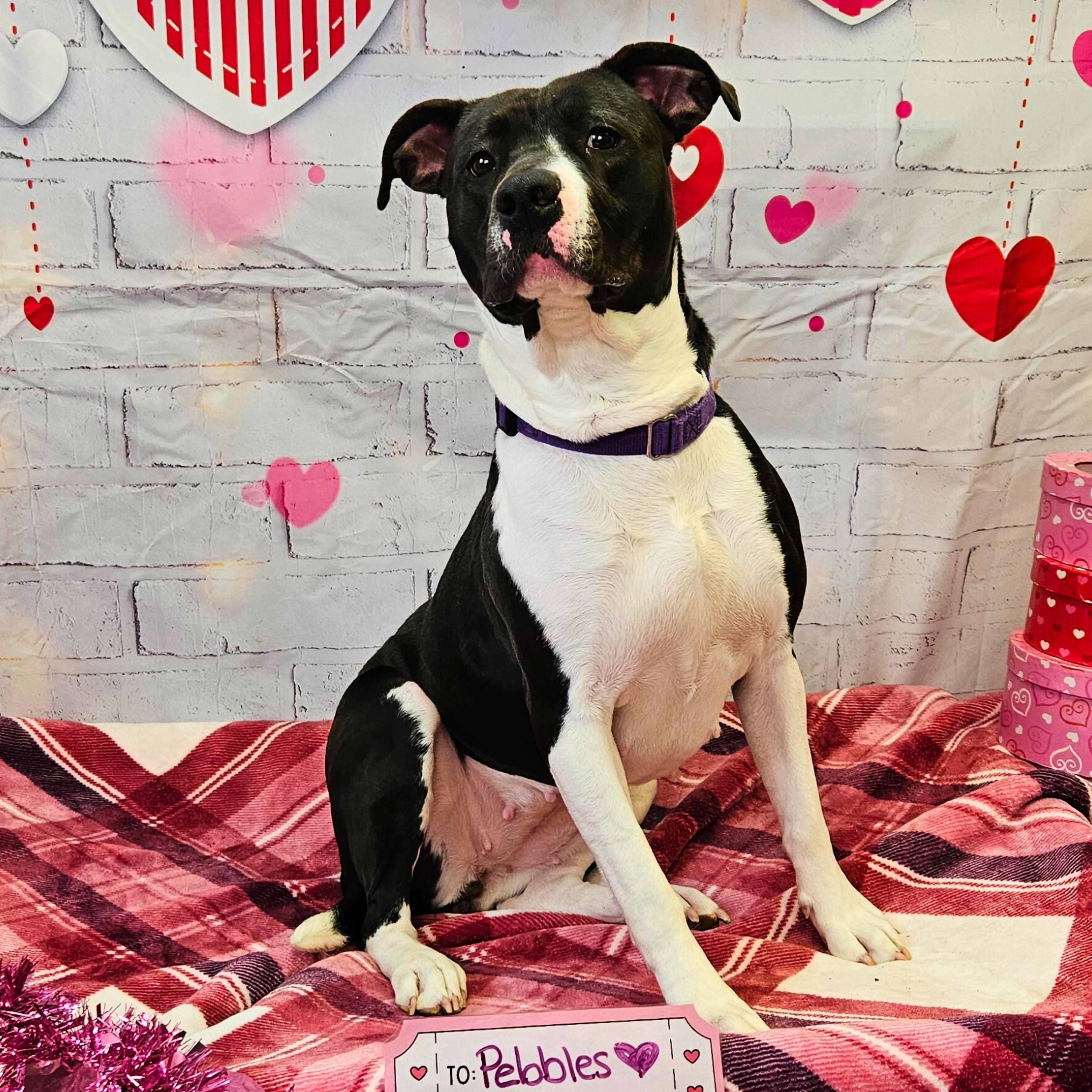 Enlarge Pebbles, a Adoptable mixed breed in Waterloo, IA image 2/4