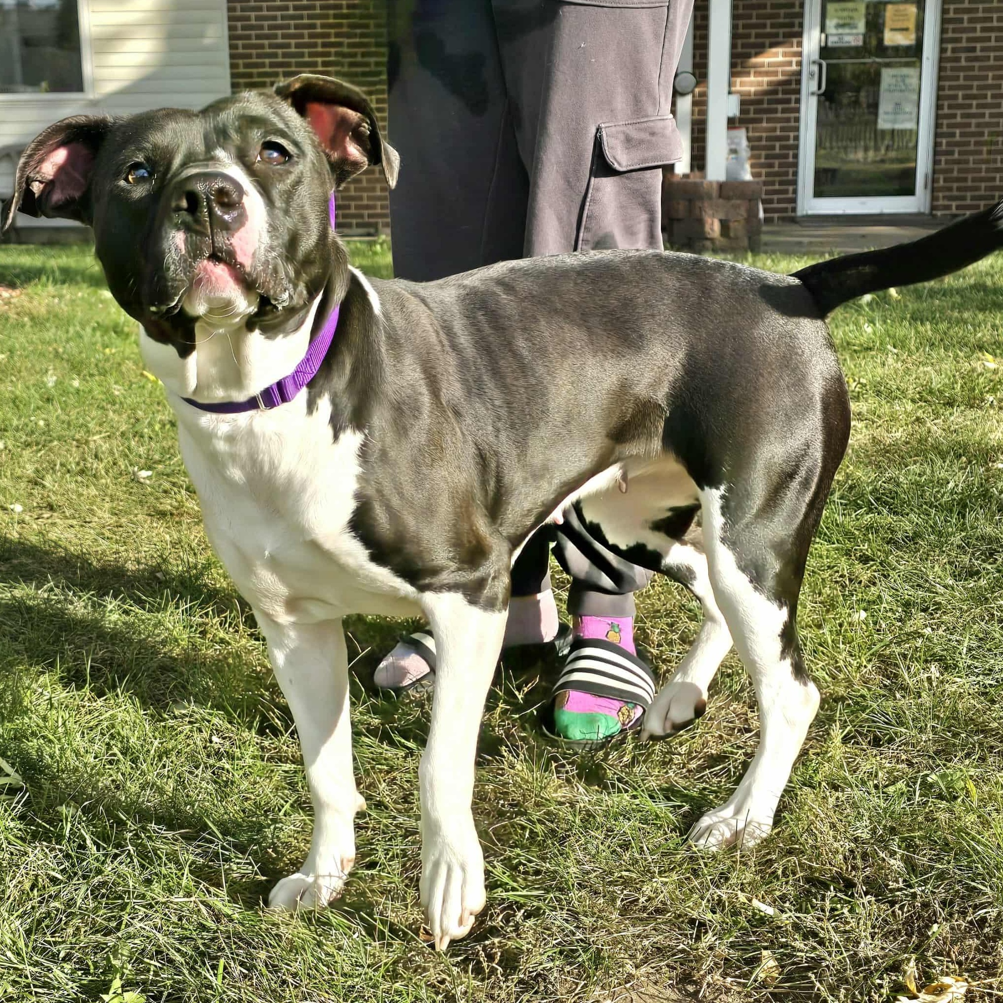 Enlarge Pebbles, a Adoptable mixed breed in Waterloo, IA image 4/4