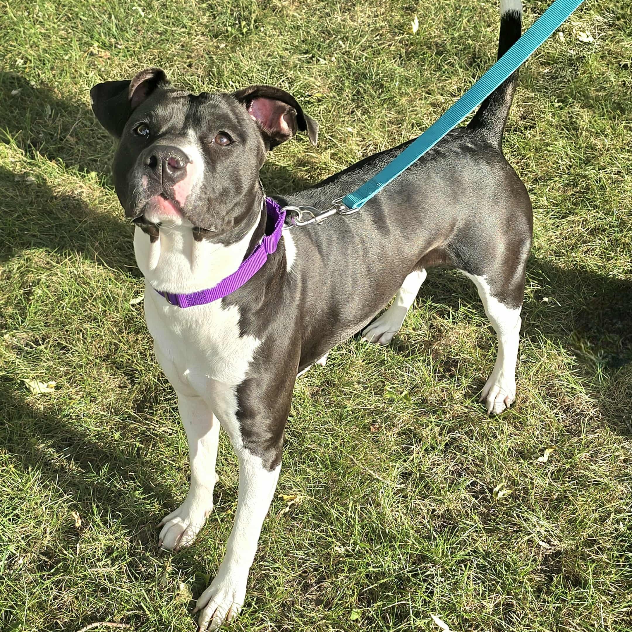 Pebbles, Adoptable, Adult Female Pit Bull Terrier.