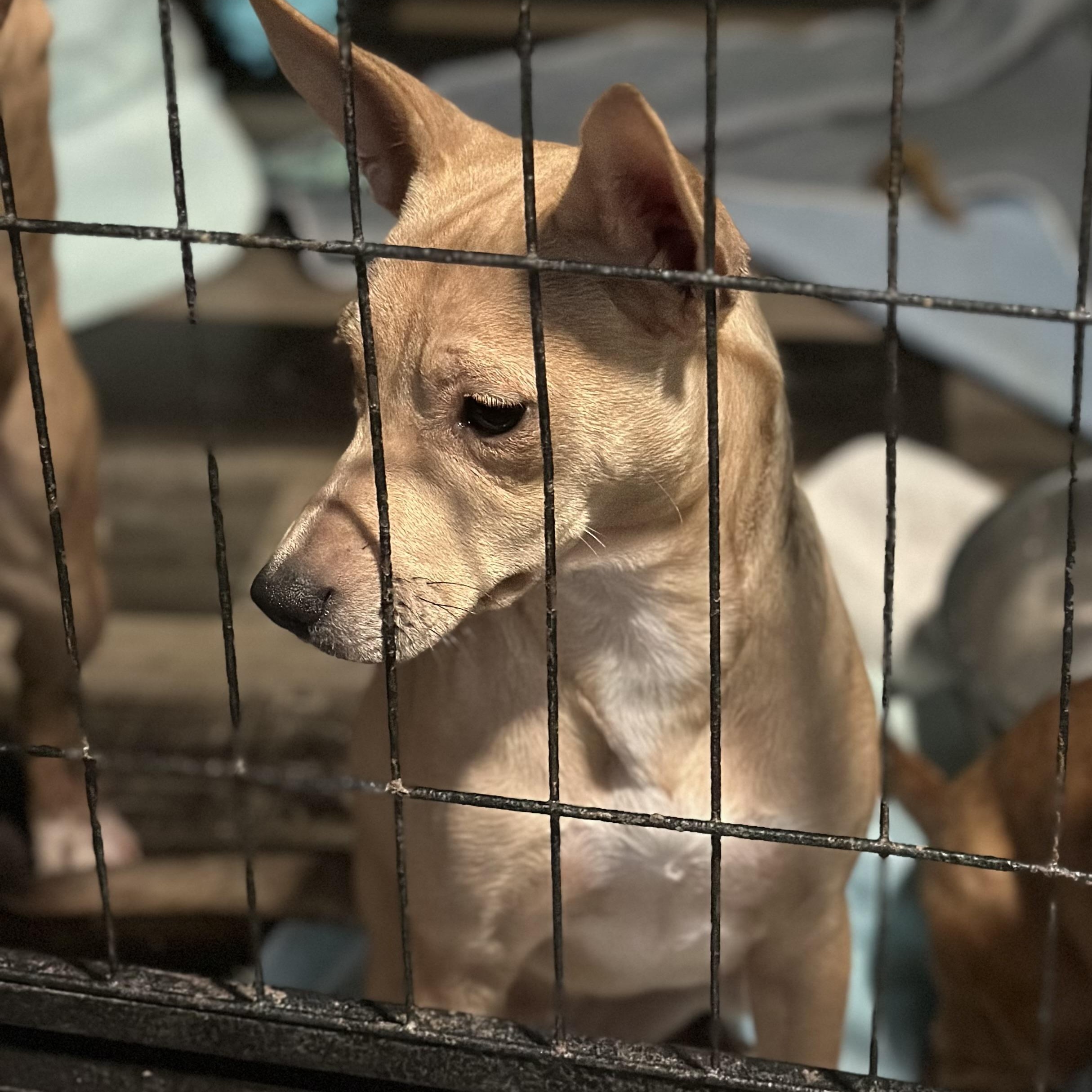 Uno, a Adoptable mixed breed in Wilmington, IL image 3/5