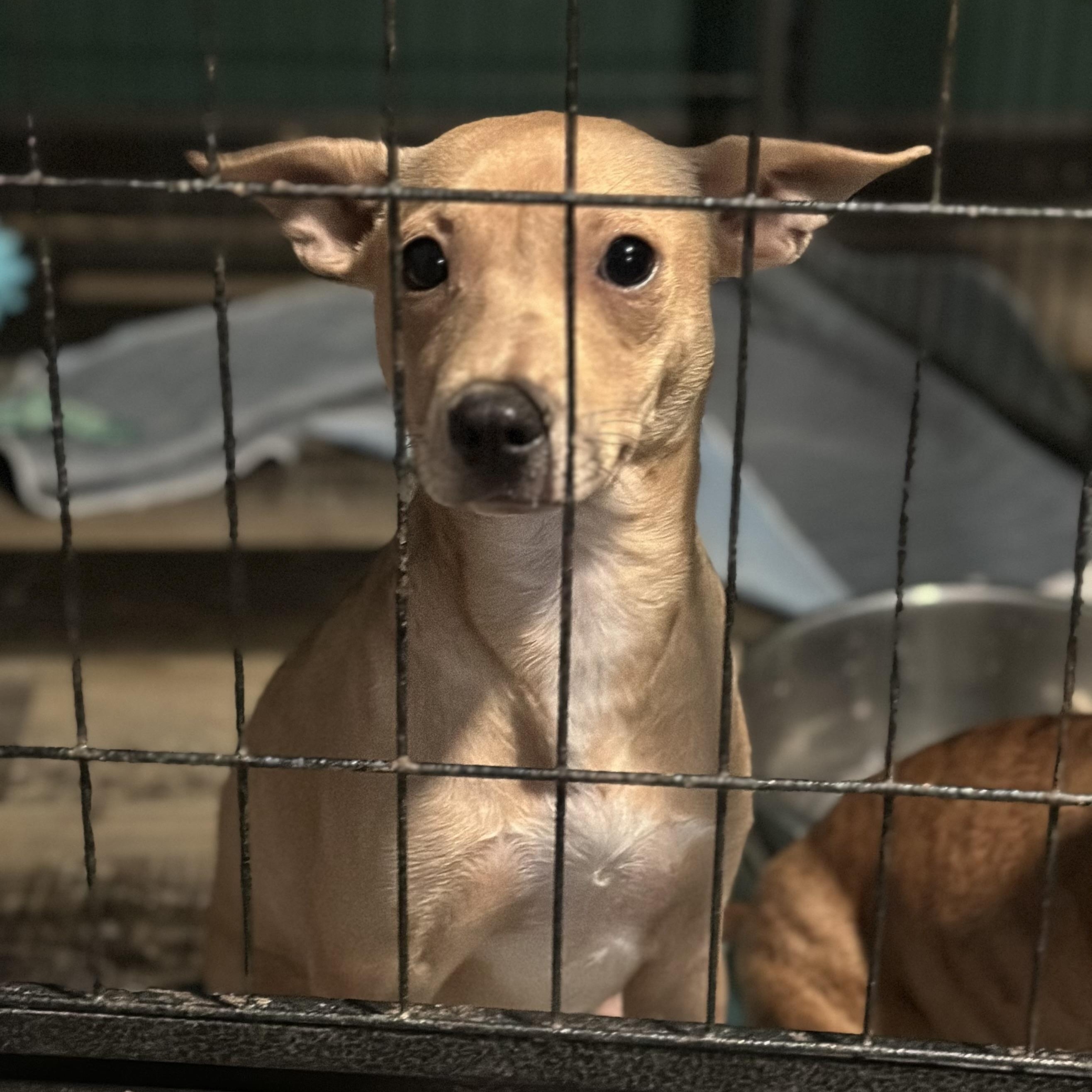 Uno, a Adoptable mixed breed in Wilmington, IL image 4/5