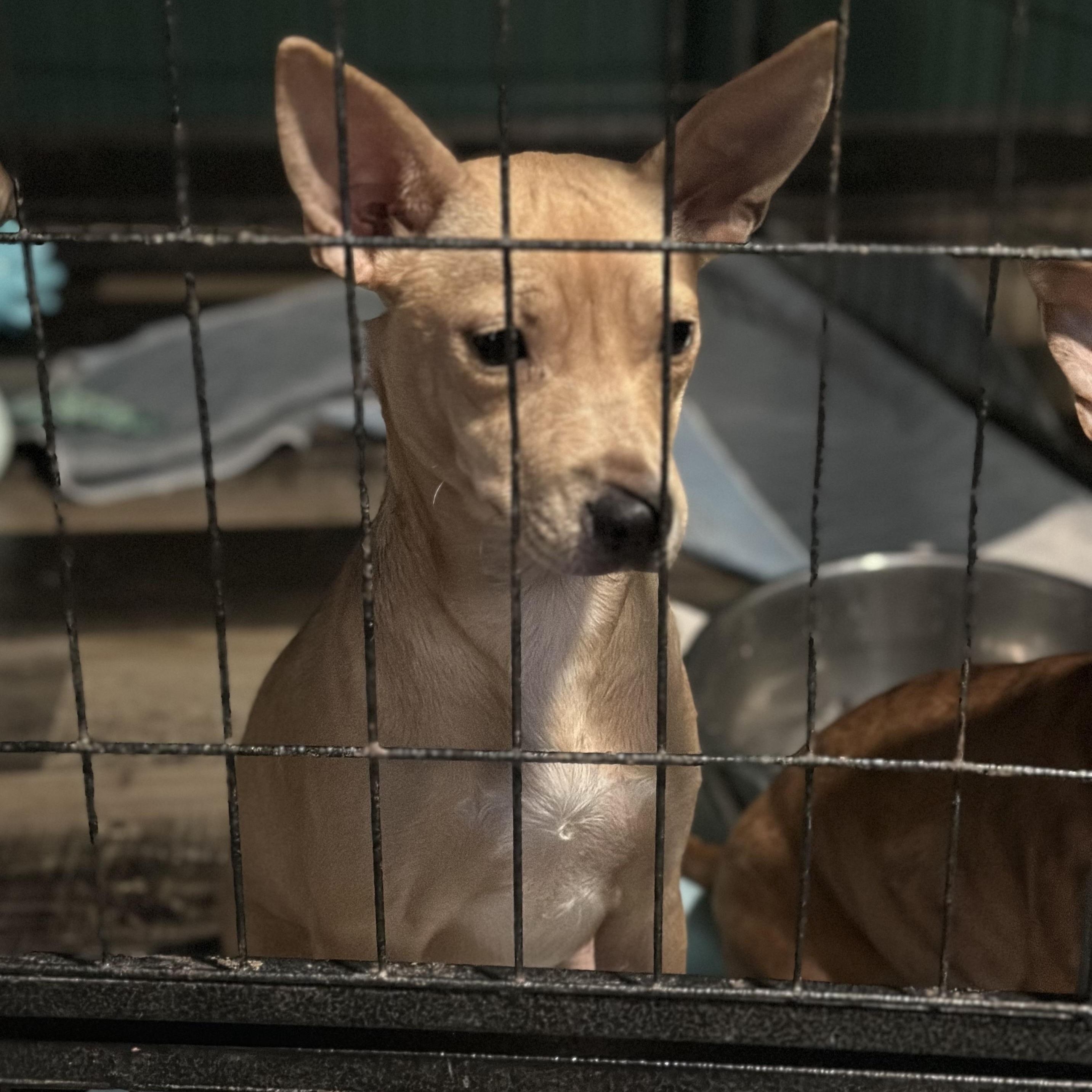 Uno, a Adoptable mixed breed in Wilmington, IL image 2/5