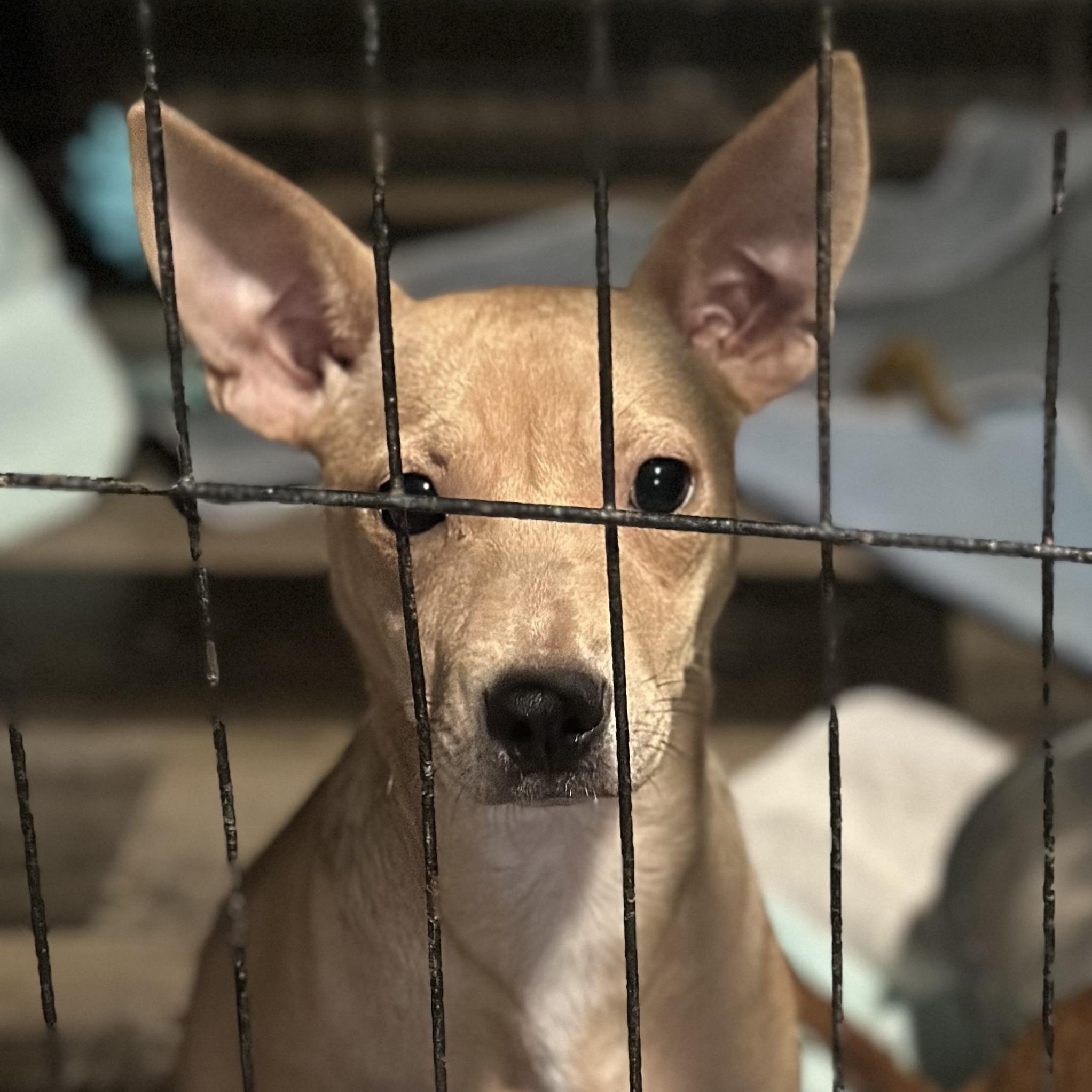 Uno, a Adoptable mixed breed in Wilmington, IL image 1/5