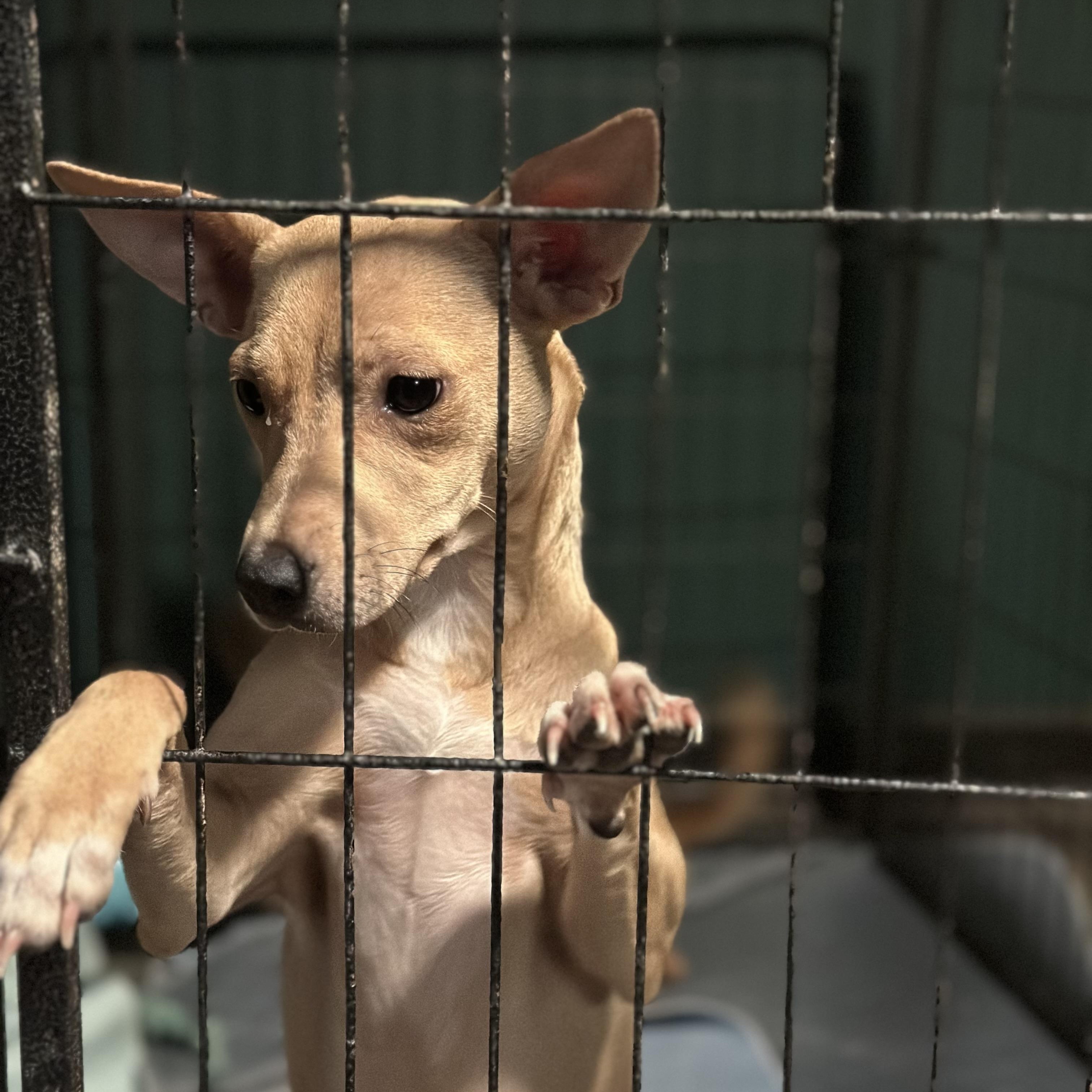 Uno, a Adoptable mixed breed in Wilmington, IL image 5/5