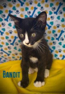 Bandit, Adoptable, Young Male Domestic Short Hair & Tabby.