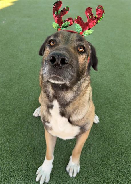 Enlarge DAISY, a Adoptable Anatolian Shepherd in Castaic, CA image 1/1