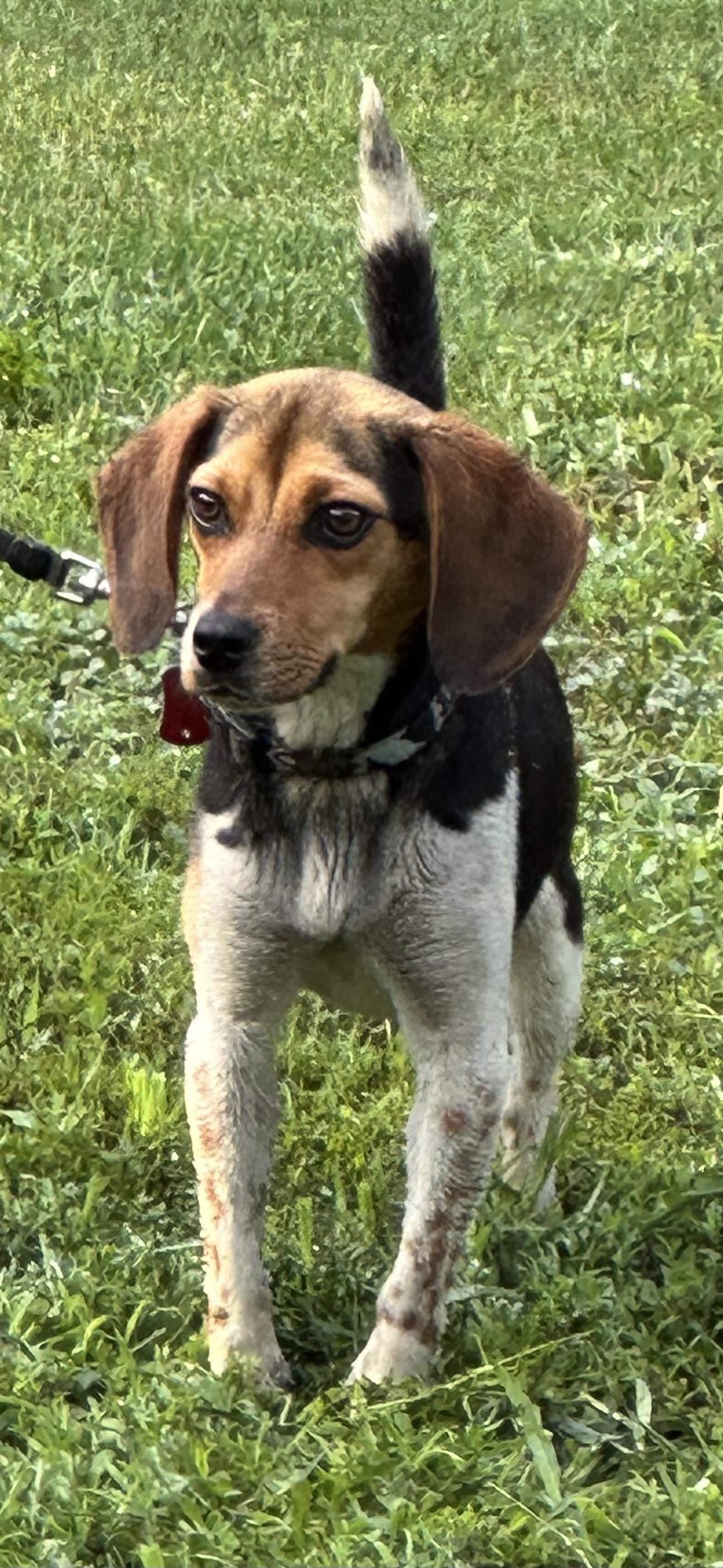 Maggie, Adoptable, Young Female Beagle.