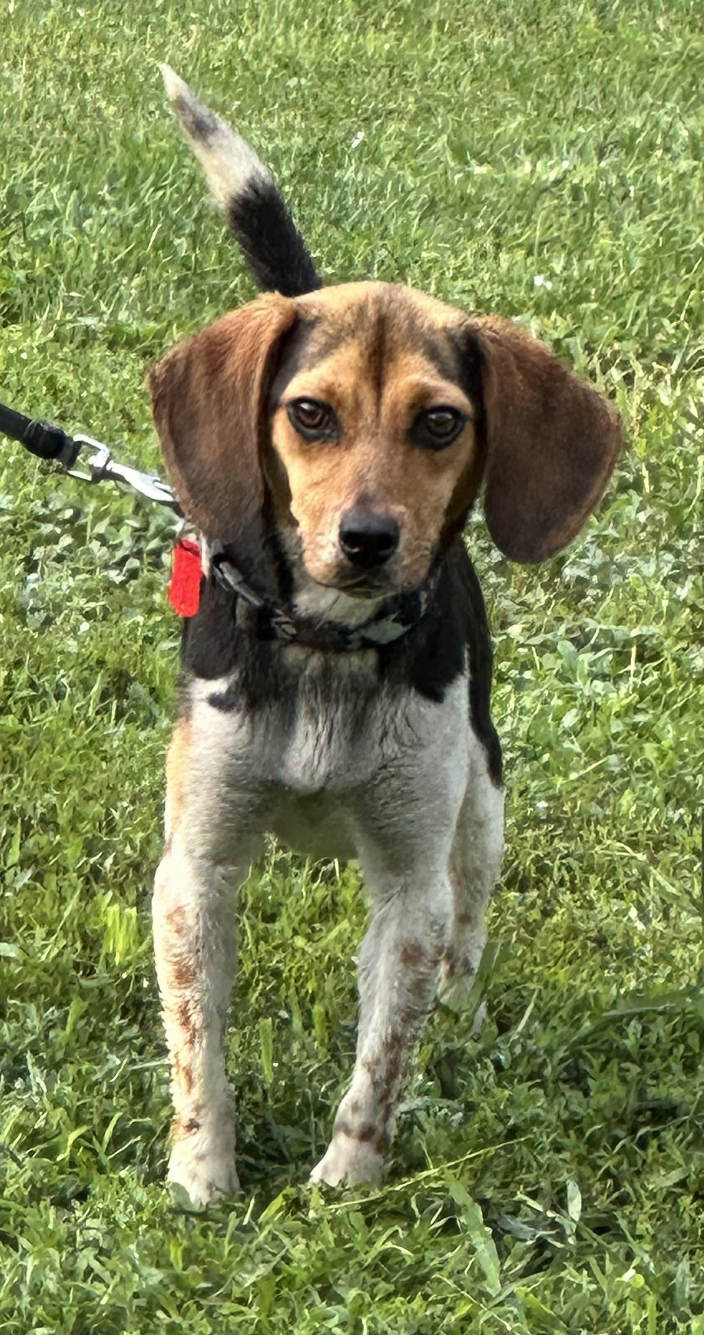 Maggie, a Adoptable Beagle in Zanesville, OH image 3/5