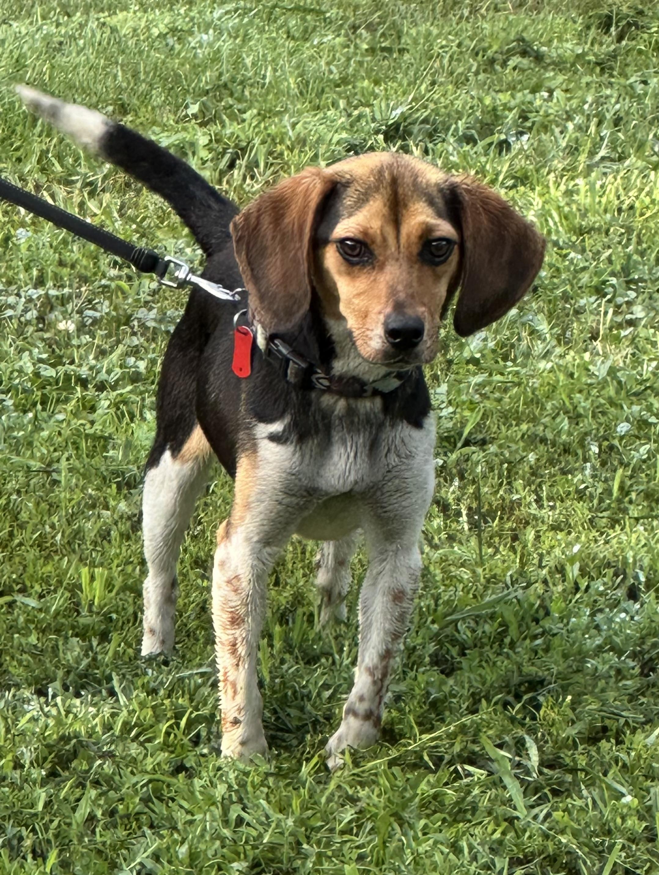 Maggie, a Adoptable Beagle in Zanesville, OH image 4/5