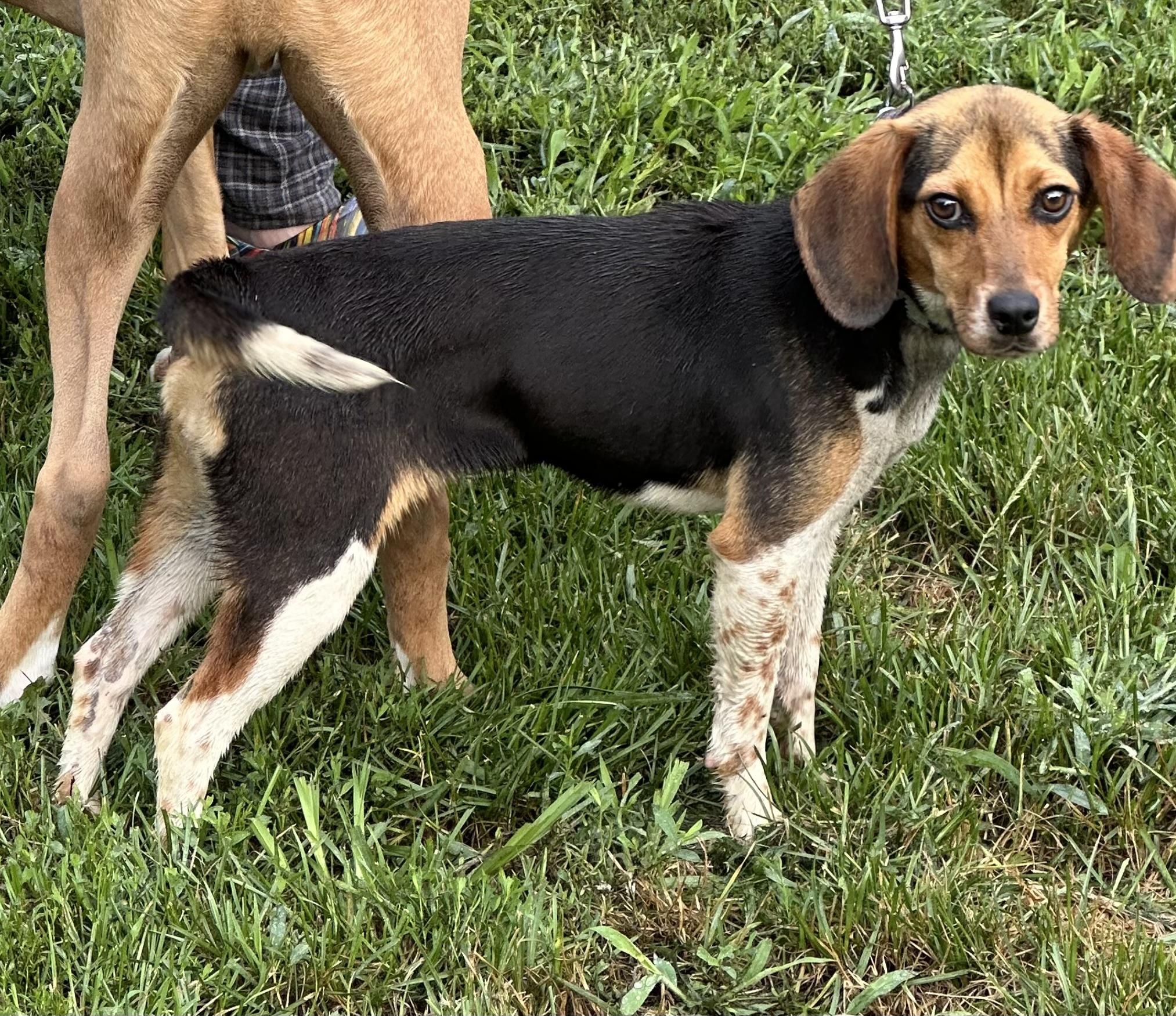 Maggie, a Adoptable Beagle in Zanesville, OH image 5/5
