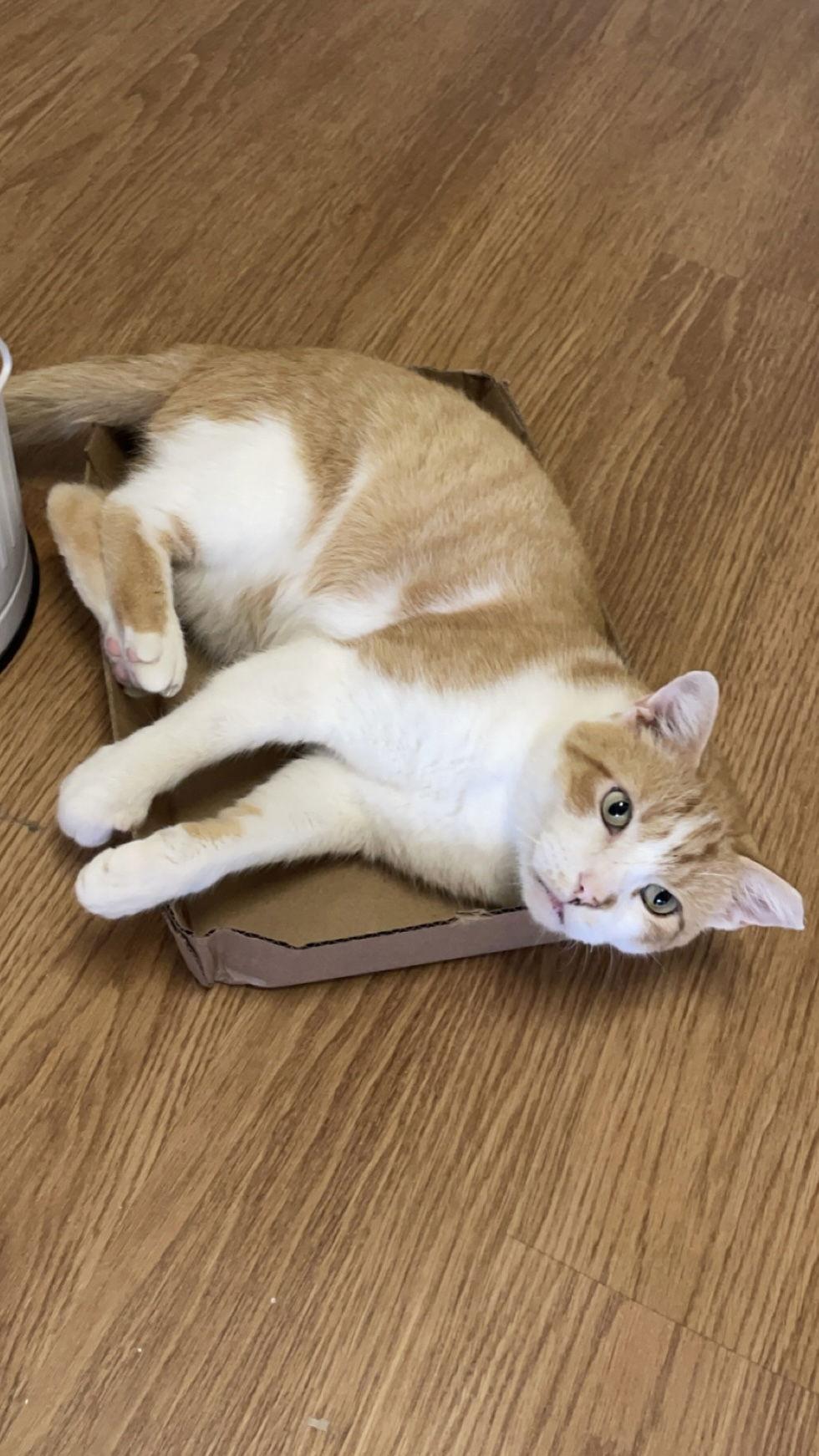 Randy - FeLV+ in foster, a Adoptable Domestic Short Hair in Alexandria, VA image 1/3