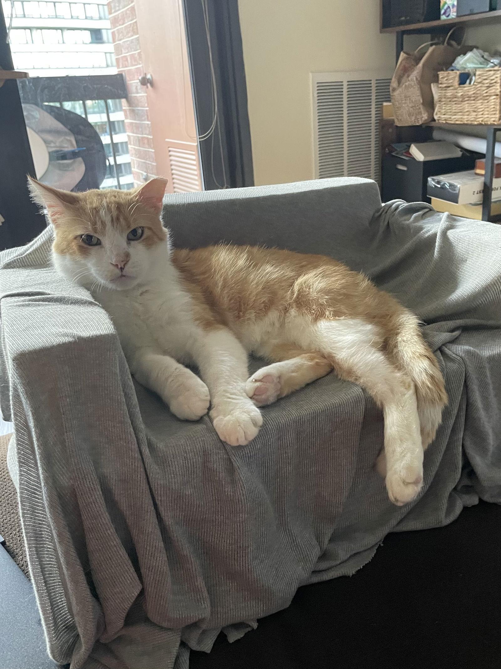 Randy - FeLV+ in foster, a Adoptable Domestic Short Hair in Alexandria, VA image 2/3