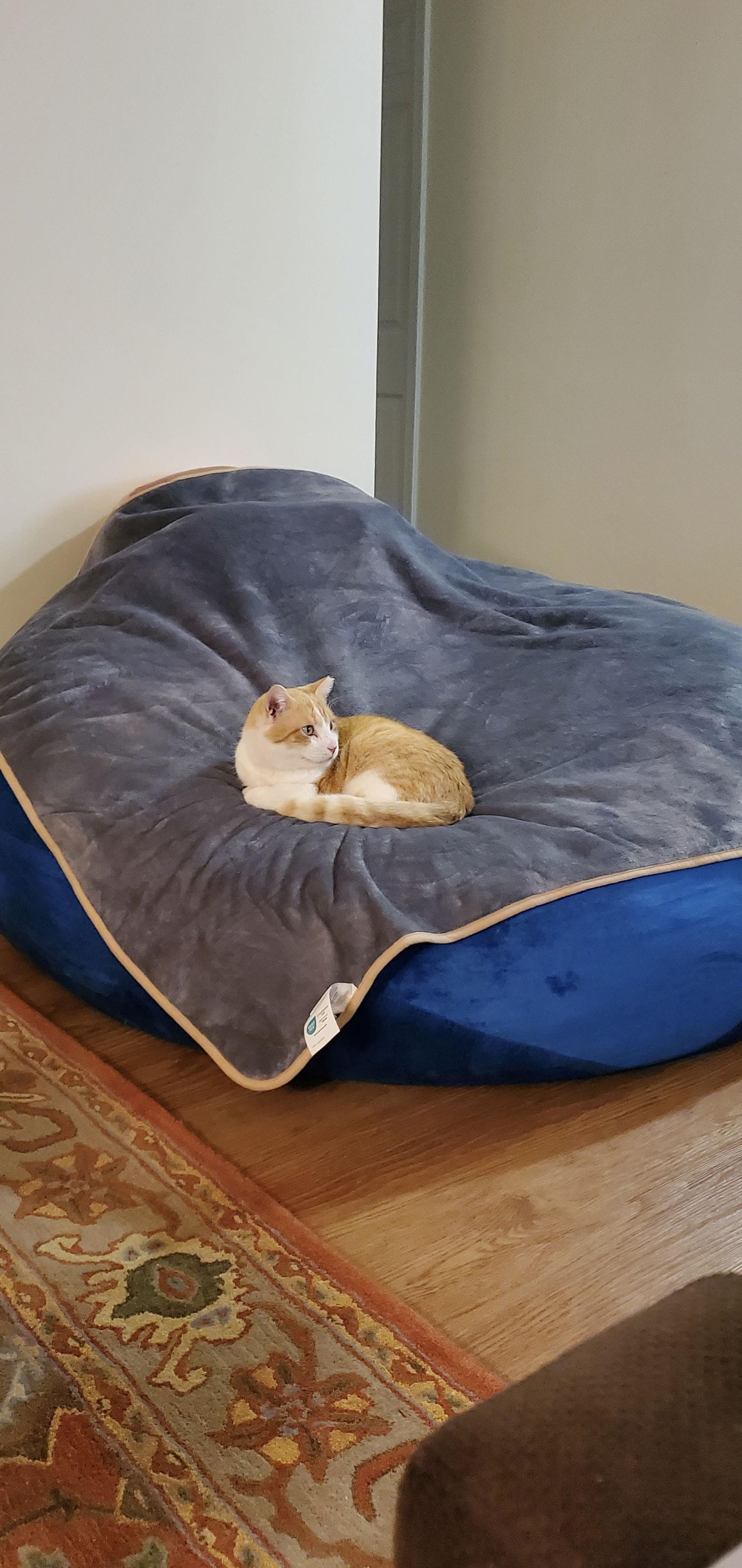 Randy - FeLV+ in foster, a Adoptable Domestic Short Hair in Alexandria, VA image 3/3