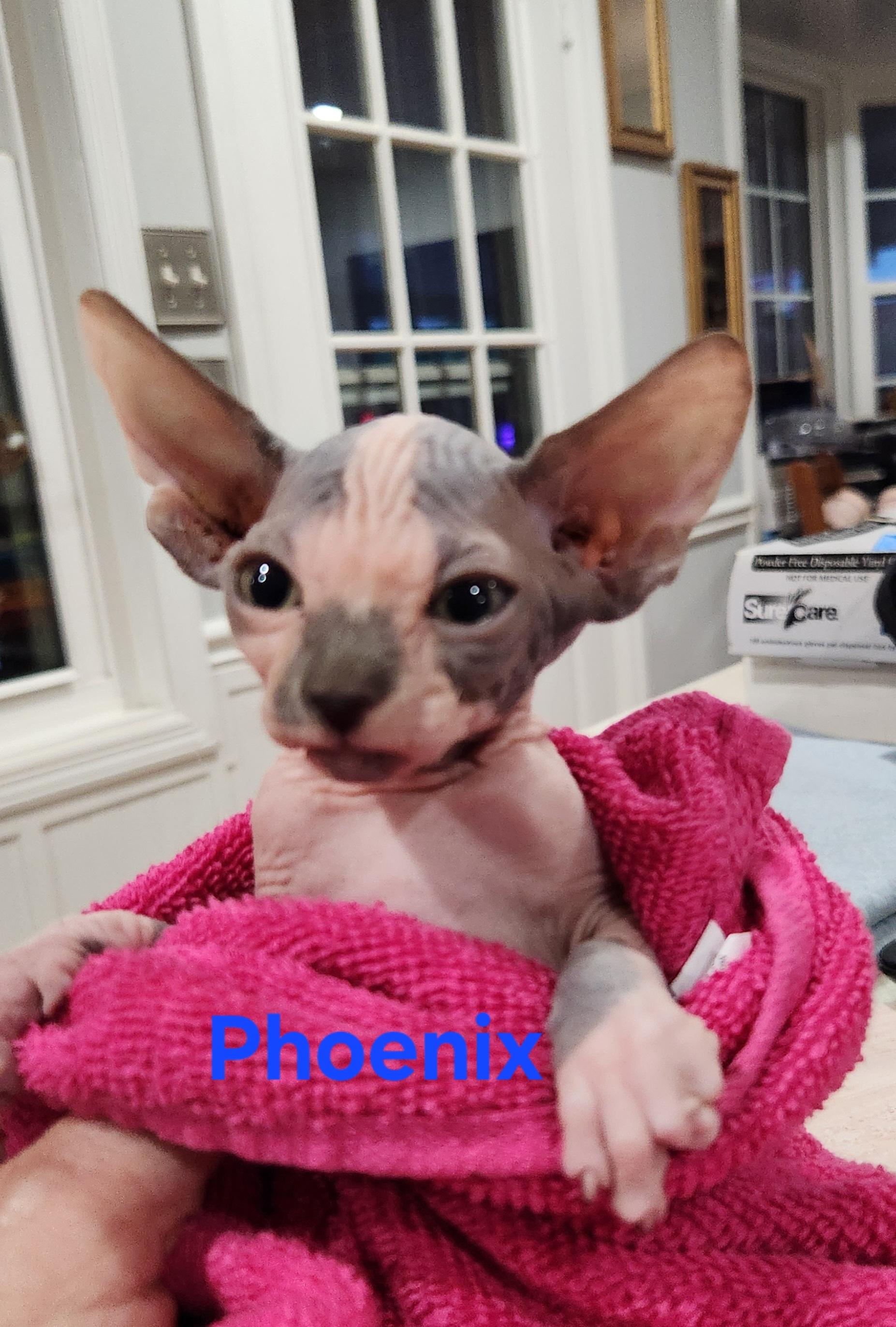 Enlarge Phoenix, a Adopted Sphynx / Hairless Cat in North Augusta, SC image 3/3