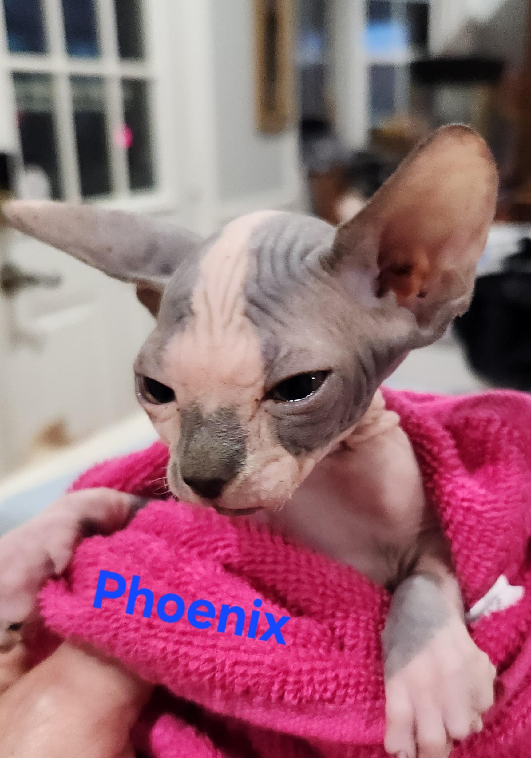 Enlarge Phoenix, a Adopted Sphynx / Hairless Cat in North Augusta, SC image 2/3