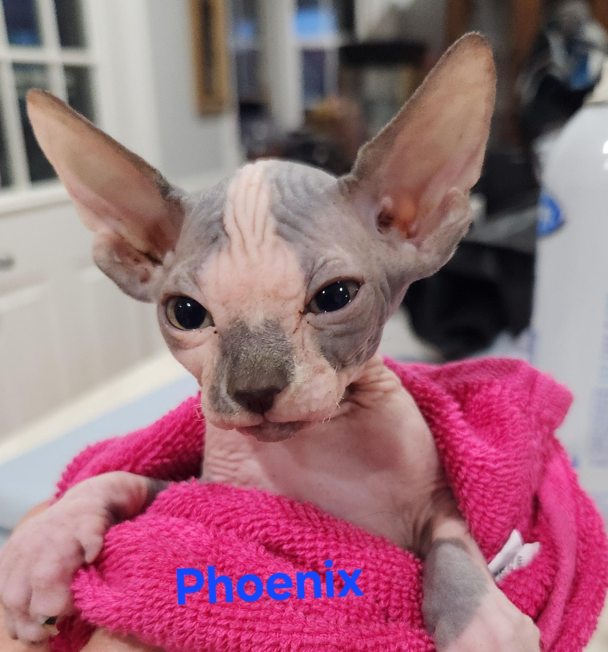 Enlarge Phoenix, a Adopted Sphynx / Hairless Cat in North Augusta, SC image 1/3