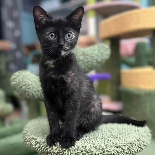 Amethyst, Baby Female Tortoiseshell