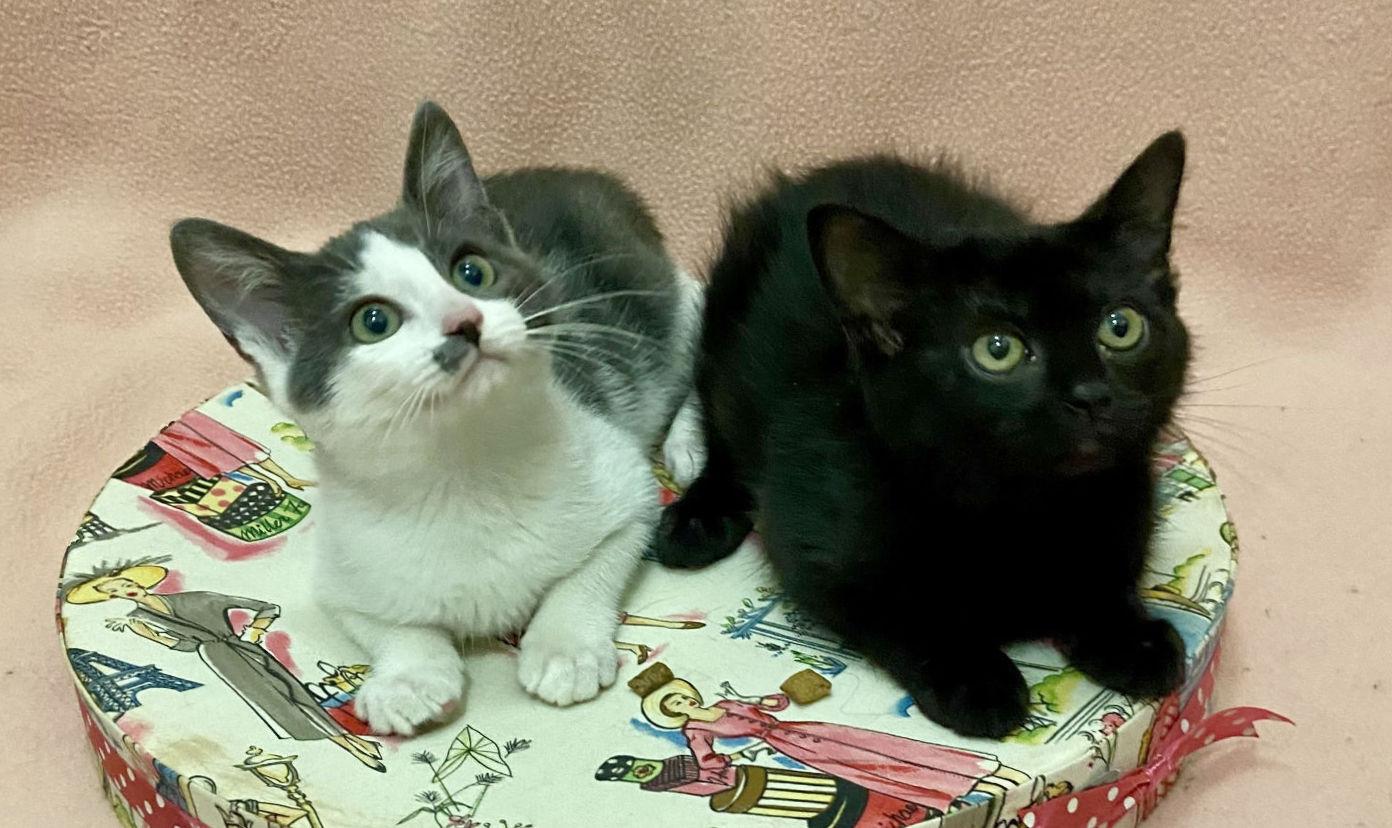 Enlarge Curly & Moe, a Adopted Domestic Medium Hair in Manitou Springs, CO image 4/5