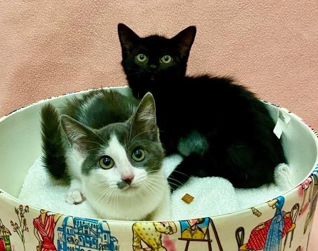 Enlarge Curly & Moe, a Adopted Domestic Medium Hair in Manitou Springs, CO image 2/5