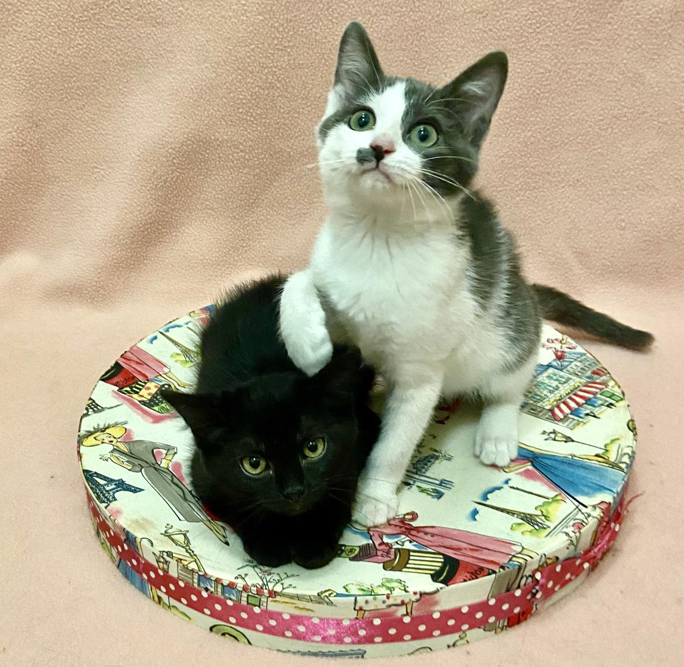 Curly & Moe, Adopted, Young Male Domestic Medium Hair.