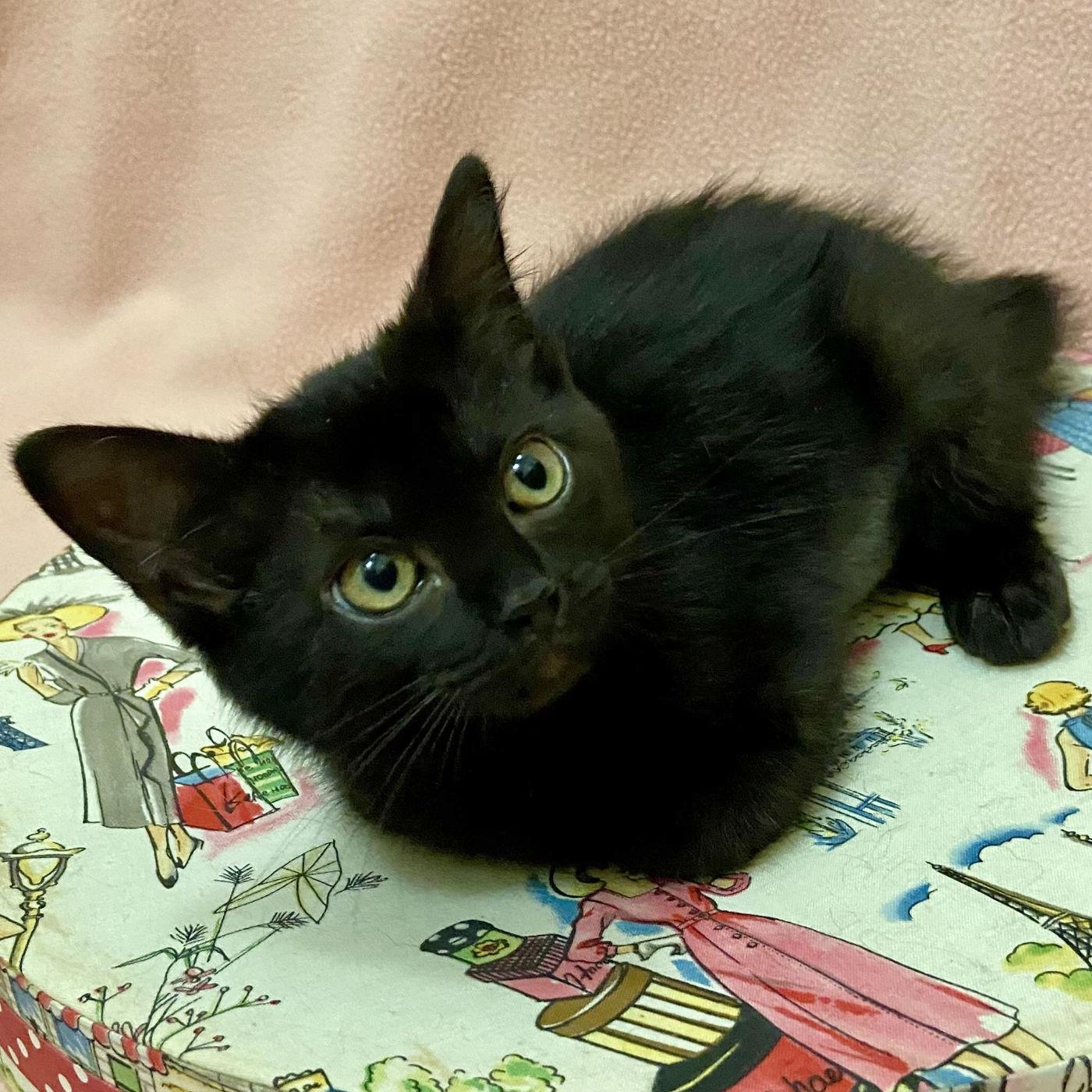 Enlarge Curly & Moe, a Adopted Domestic Medium Hair in Manitou Springs, CO image 5/5