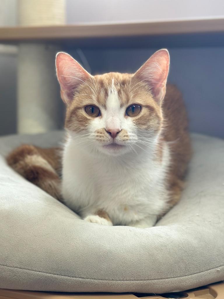 Guppy, Adopted, Kitten Female Domestic Short Hair.