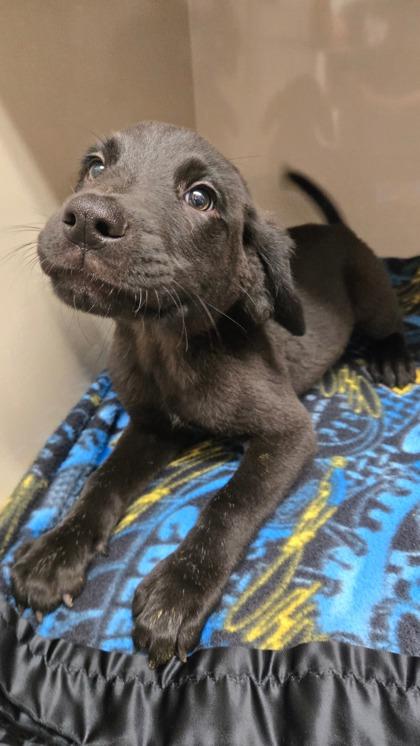 Borscht, an adoptable Mixed Breed in Lakeside, AZ, 85929 | Photo Image 1