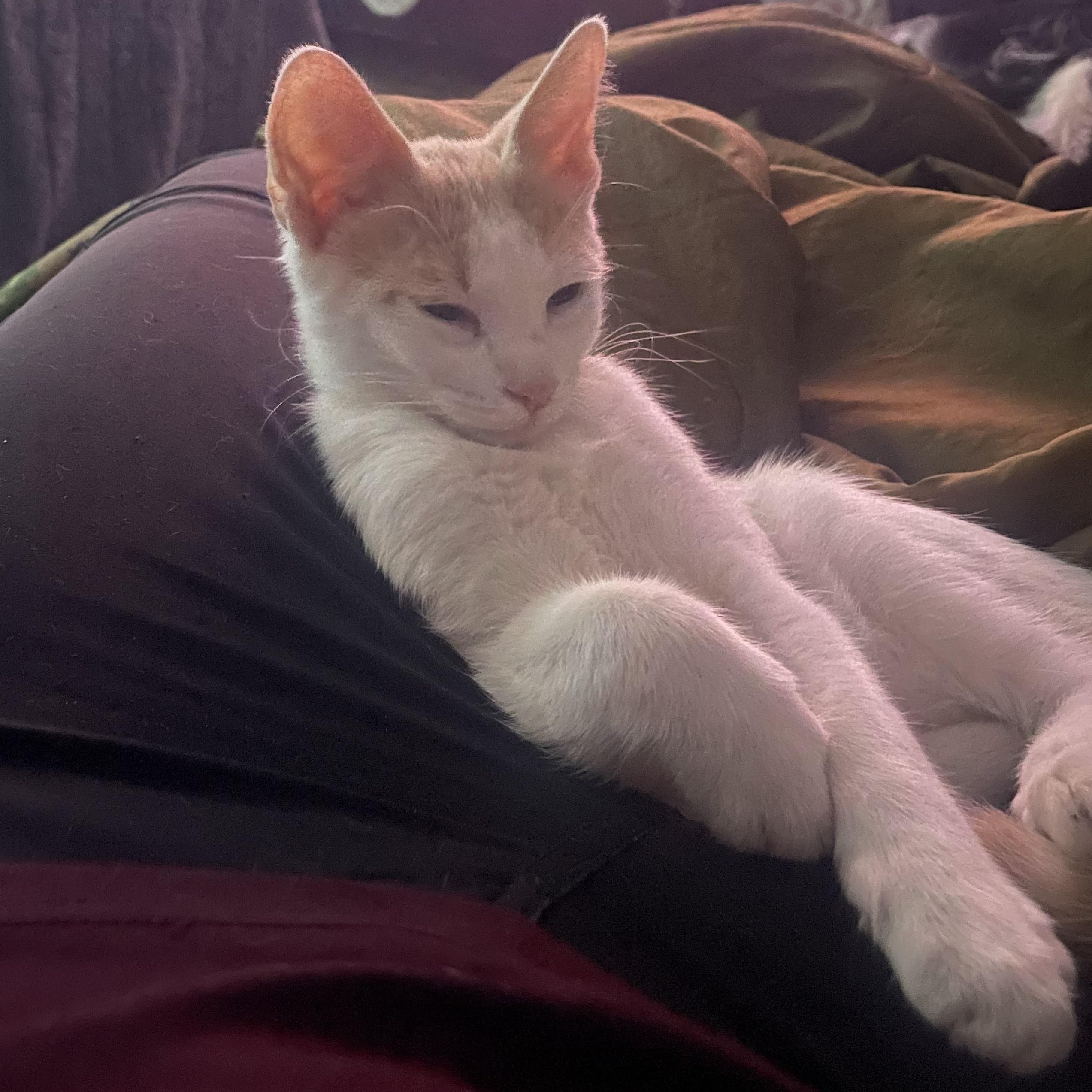 Enlarge Inferno, a Adoptable Domestic Short Hair in Bryan, TX image 1/4