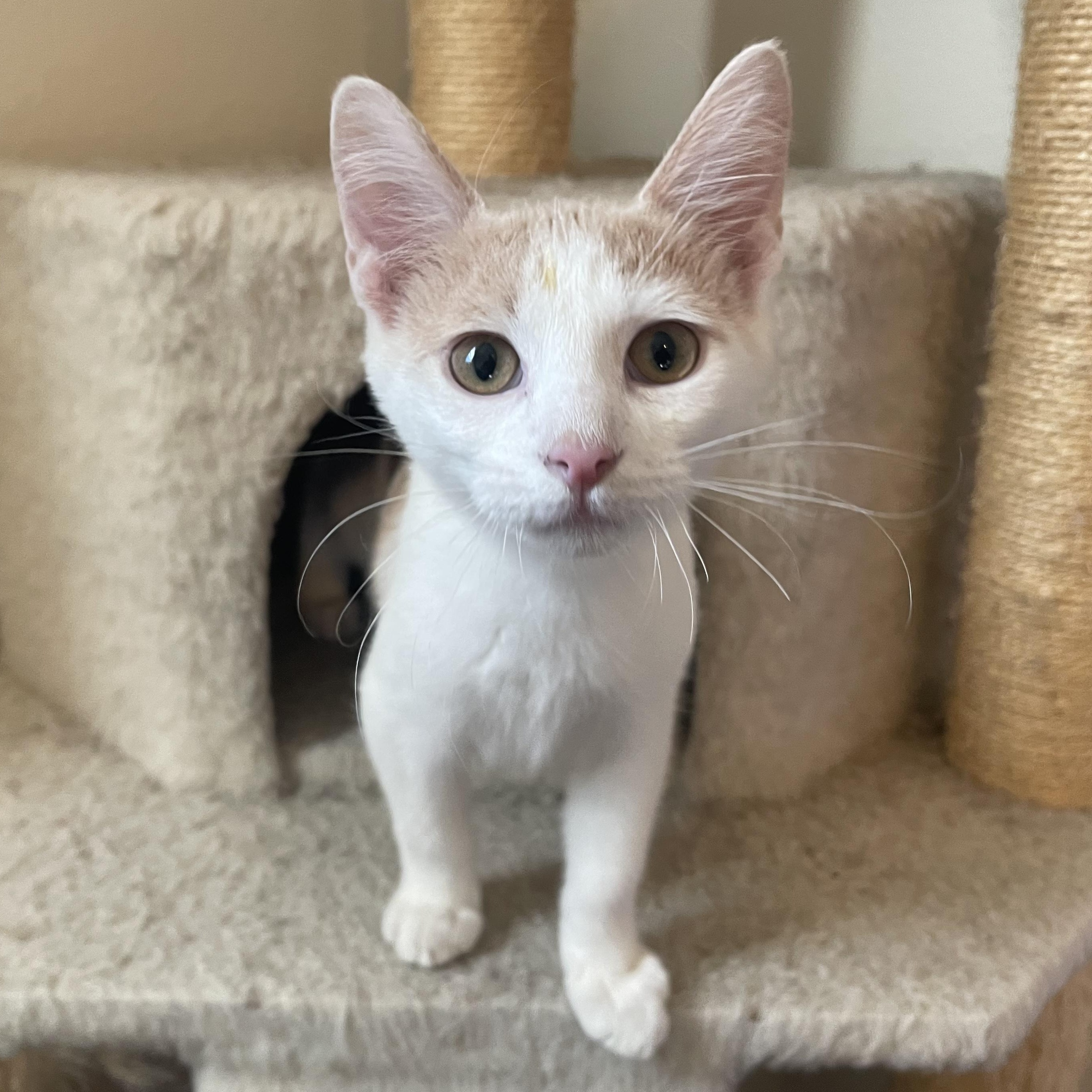 Enlarge Inferno, a Adoptable Domestic Short Hair in Bryan, TX image 2/4