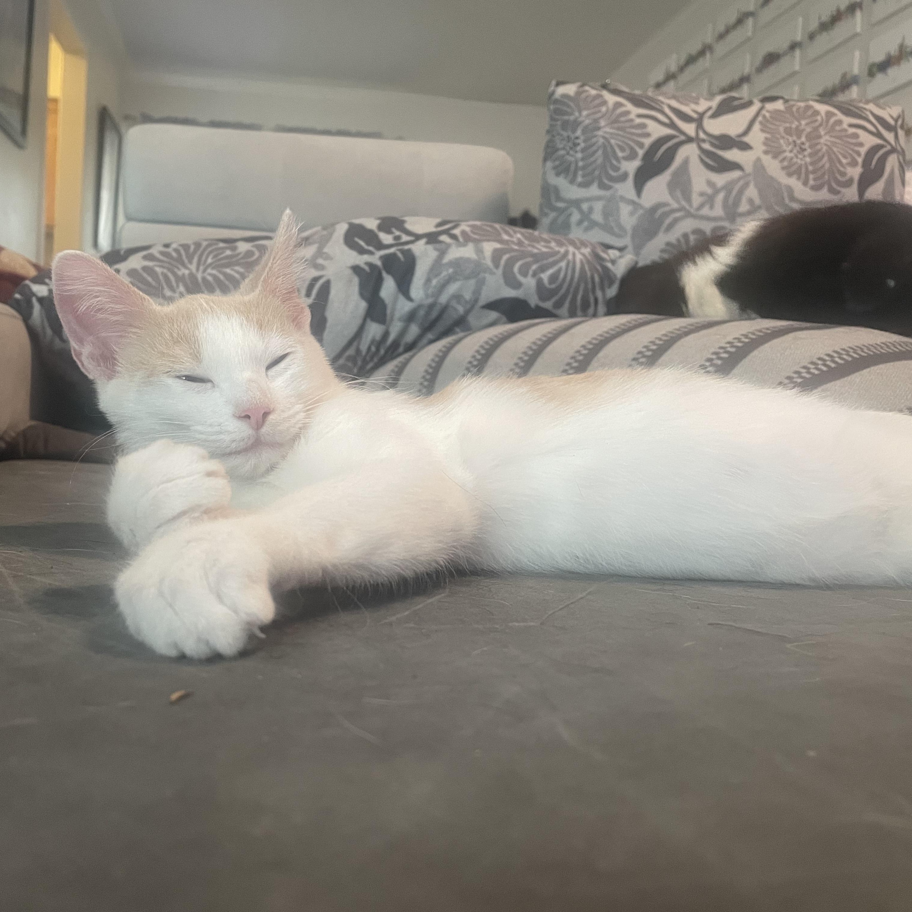 Enlarge Inferno, a Adoptable Domestic Short Hair in Bryan, TX image 3/4