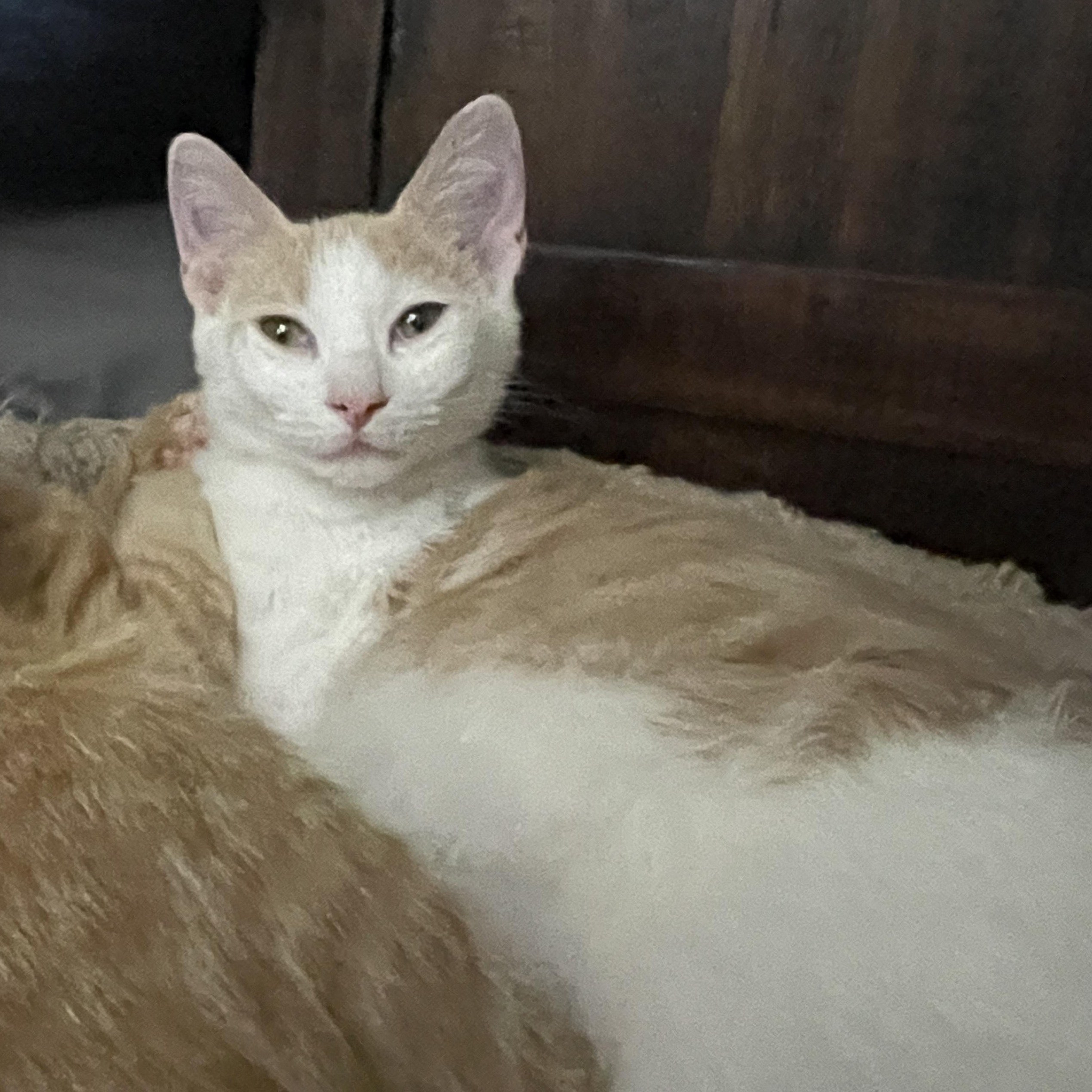 Enlarge Inferno, a Adoptable Domestic Short Hair in Bryan, TX image 4/4