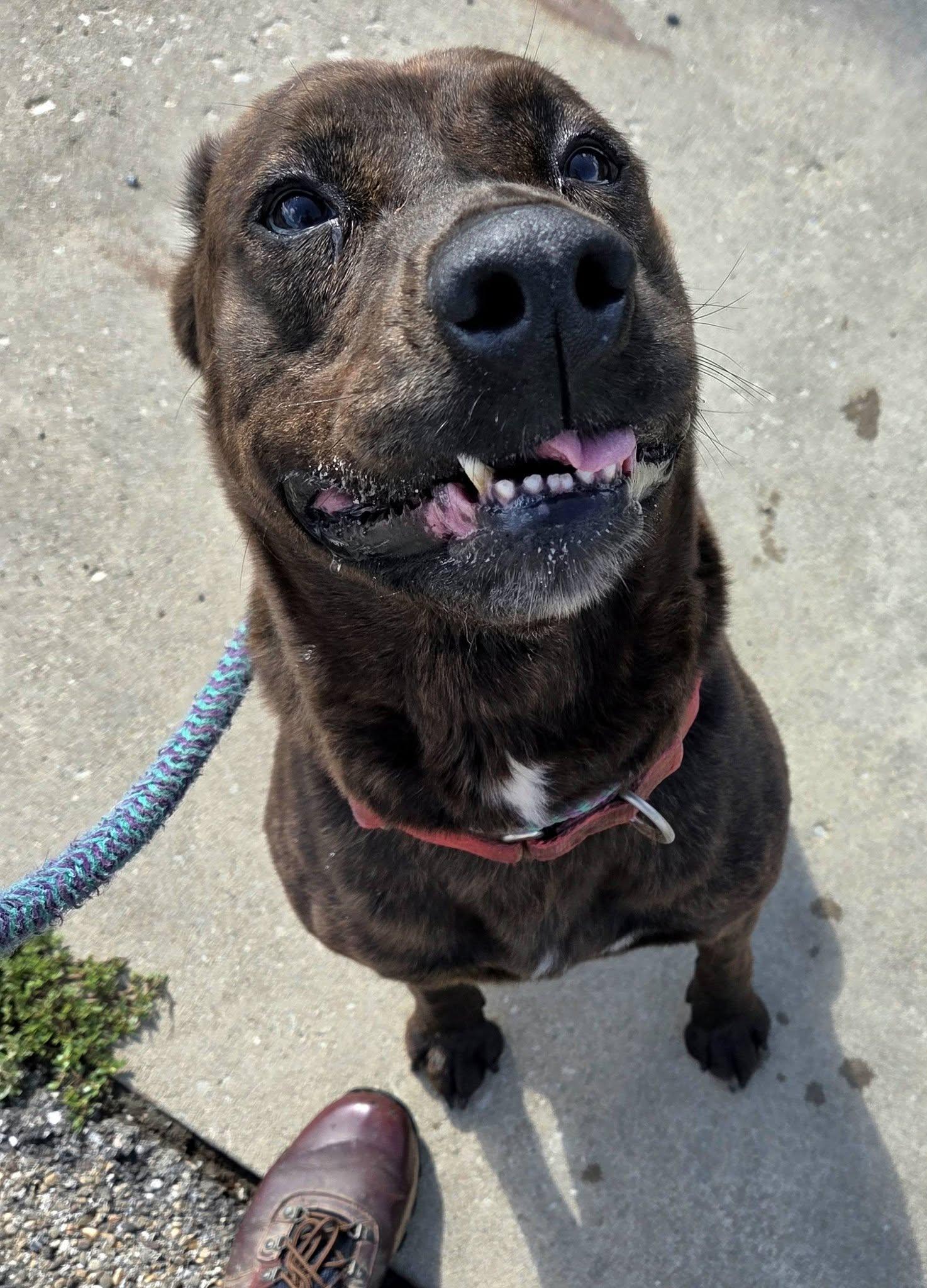 Enlarge Pebbles, a Adoptable Hound in Youngstown, OH image 4/6