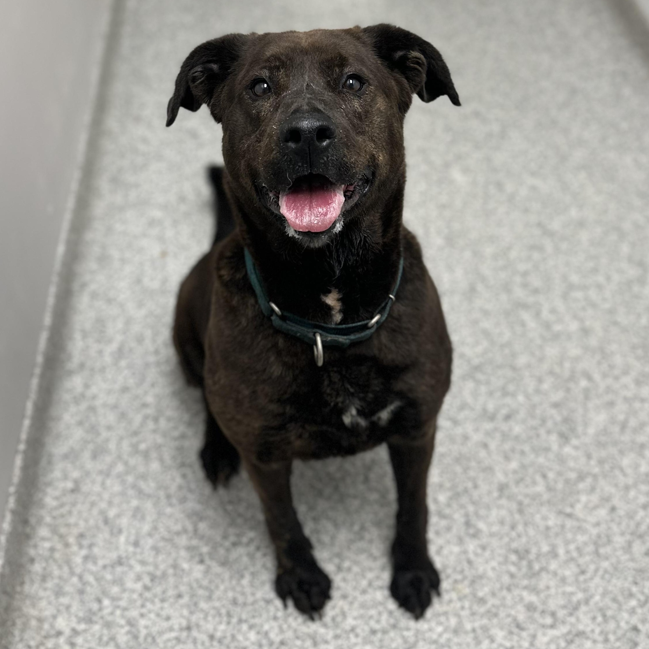 Pebbles, a Adoptable Hound in Youngstown, OH image 1/6