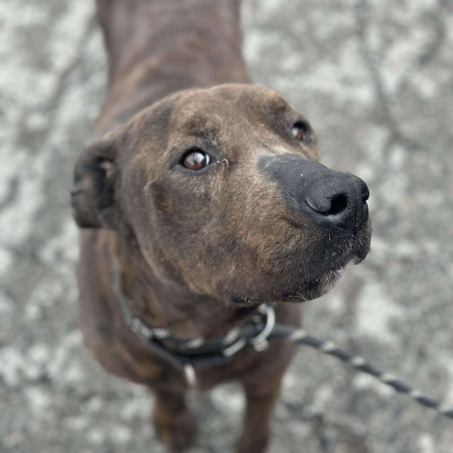Pebbles, an adoptable Hound in Youngstown, OH, 44512 | Photo Image 4
