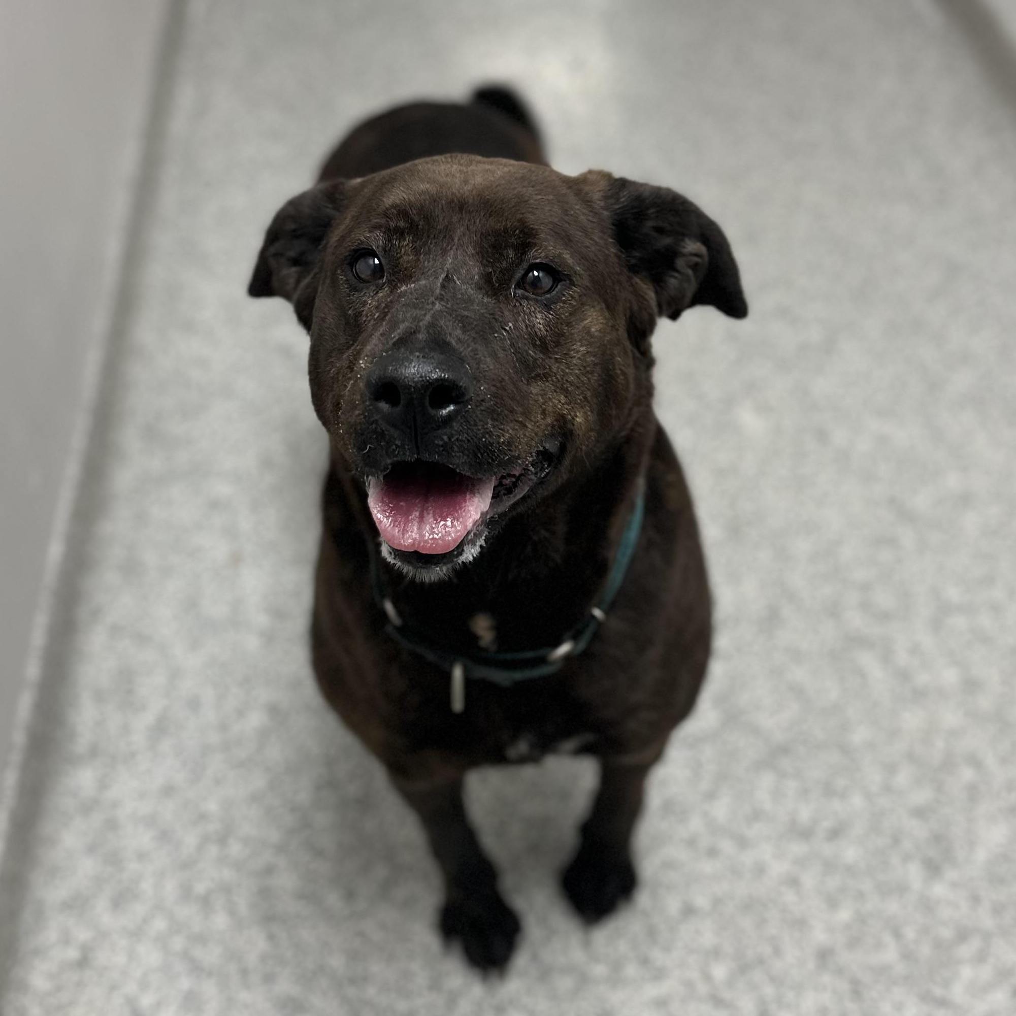 Pebbles, an adoptable Hound in Youngstown, OH, 44512 | Photo Image 2
