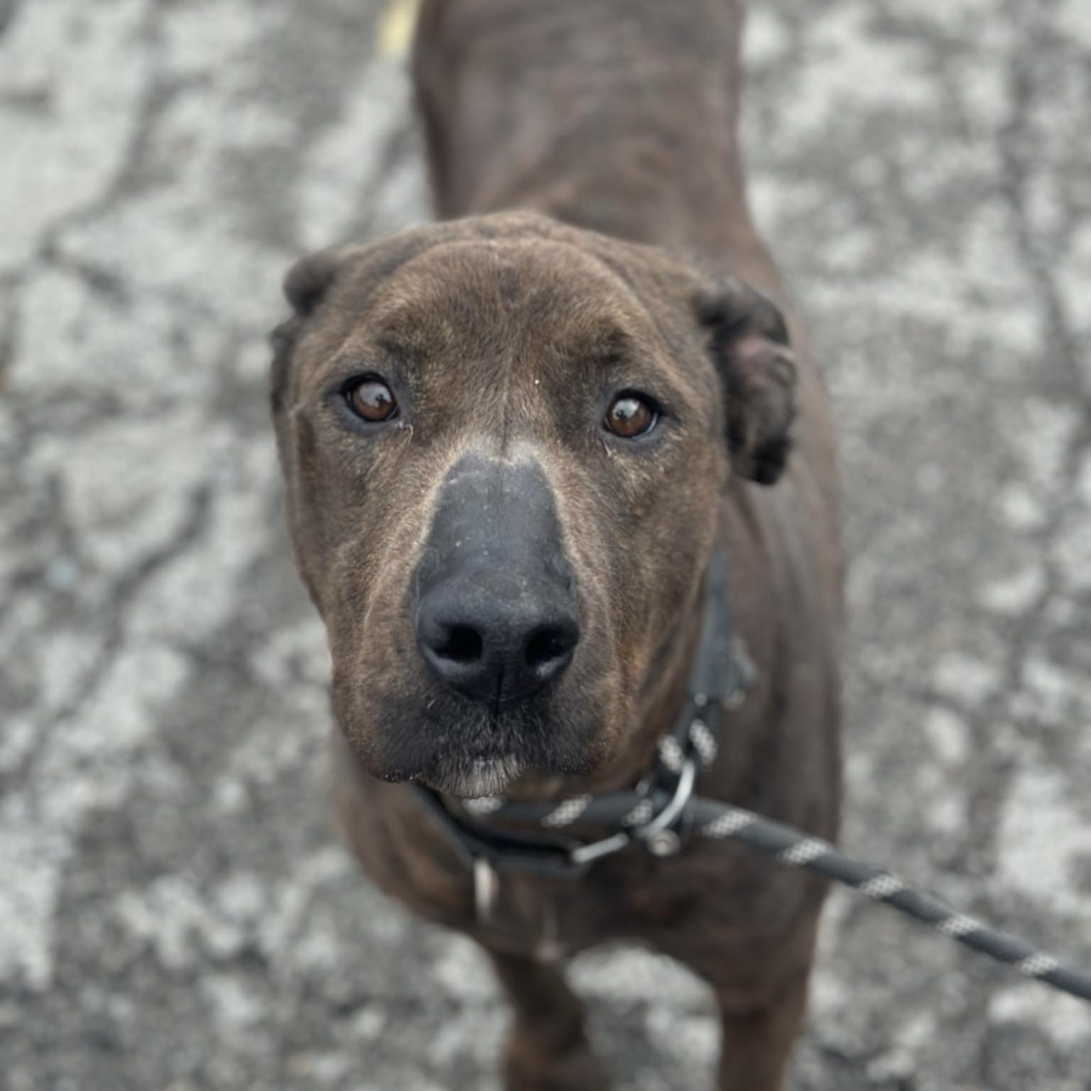 Pebbles, an adoptable Hound in Youngstown, OH, 44512 | Photo Image 5