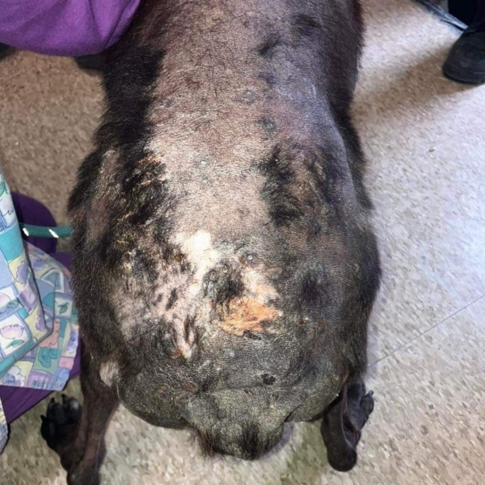 Pebbles, an adoptable Hound in Youngstown, OH, 44512 | Photo Image 6