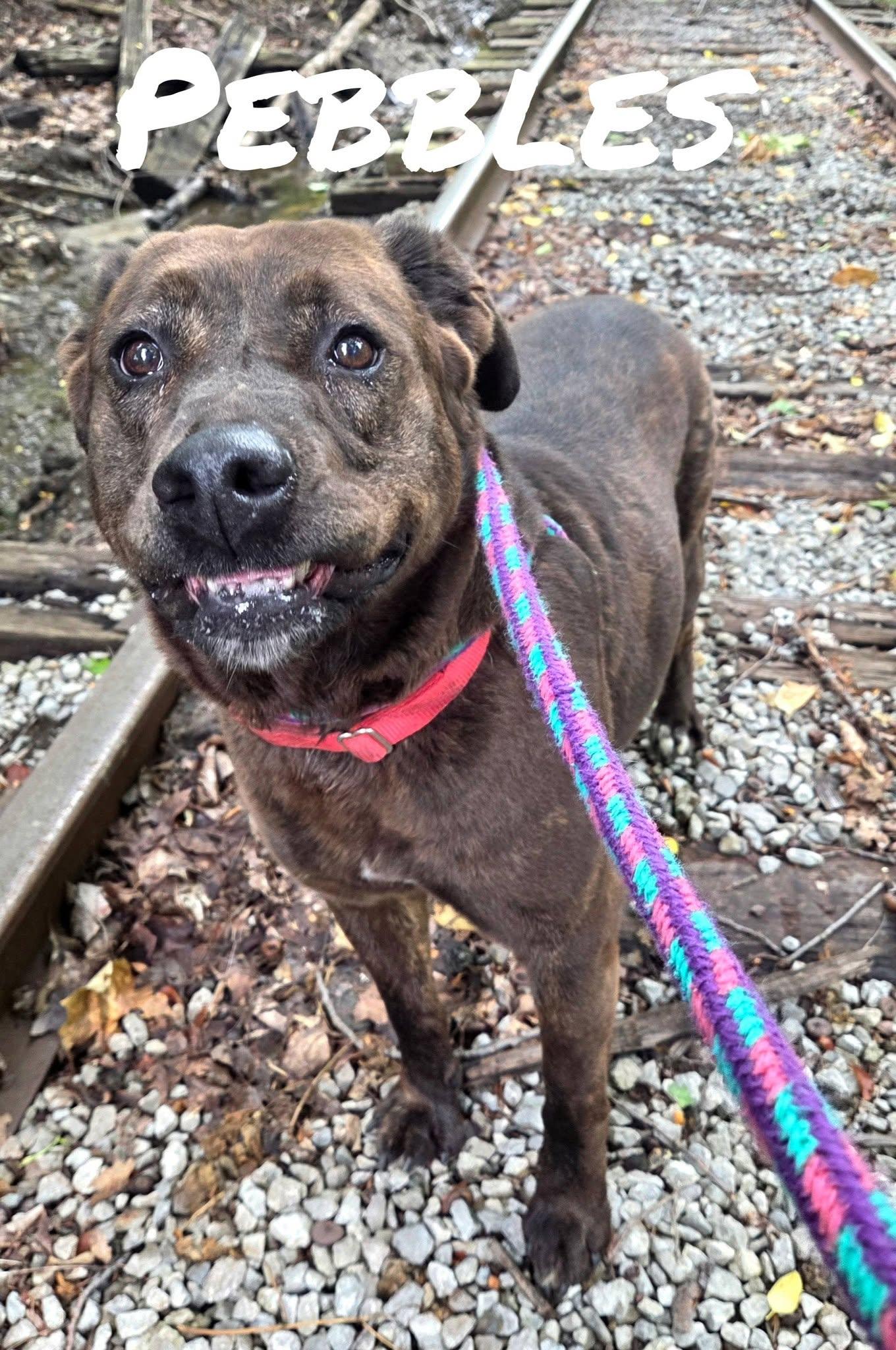 Enlarge Pebbles, a Adoptable Hound in Youngstown, OH image 5/6