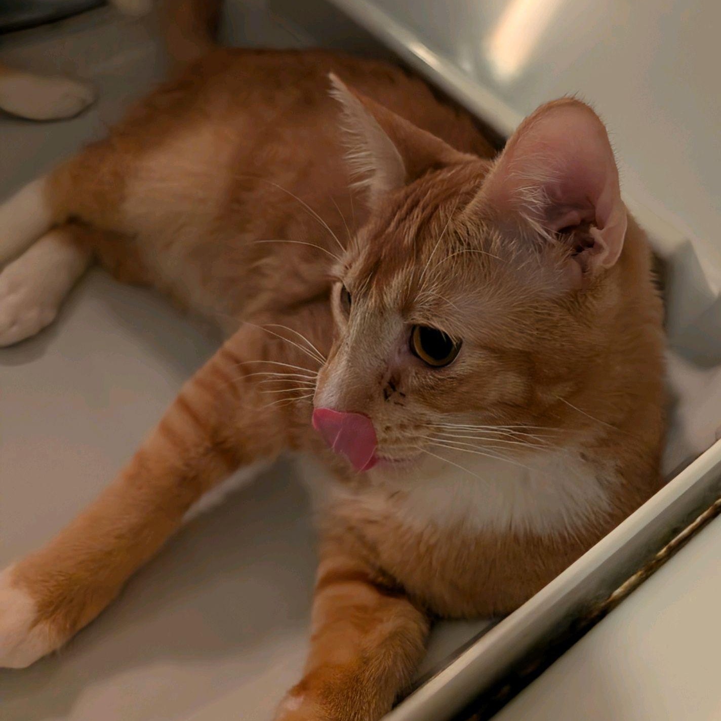 Herbie (adopt w/Hobbes)