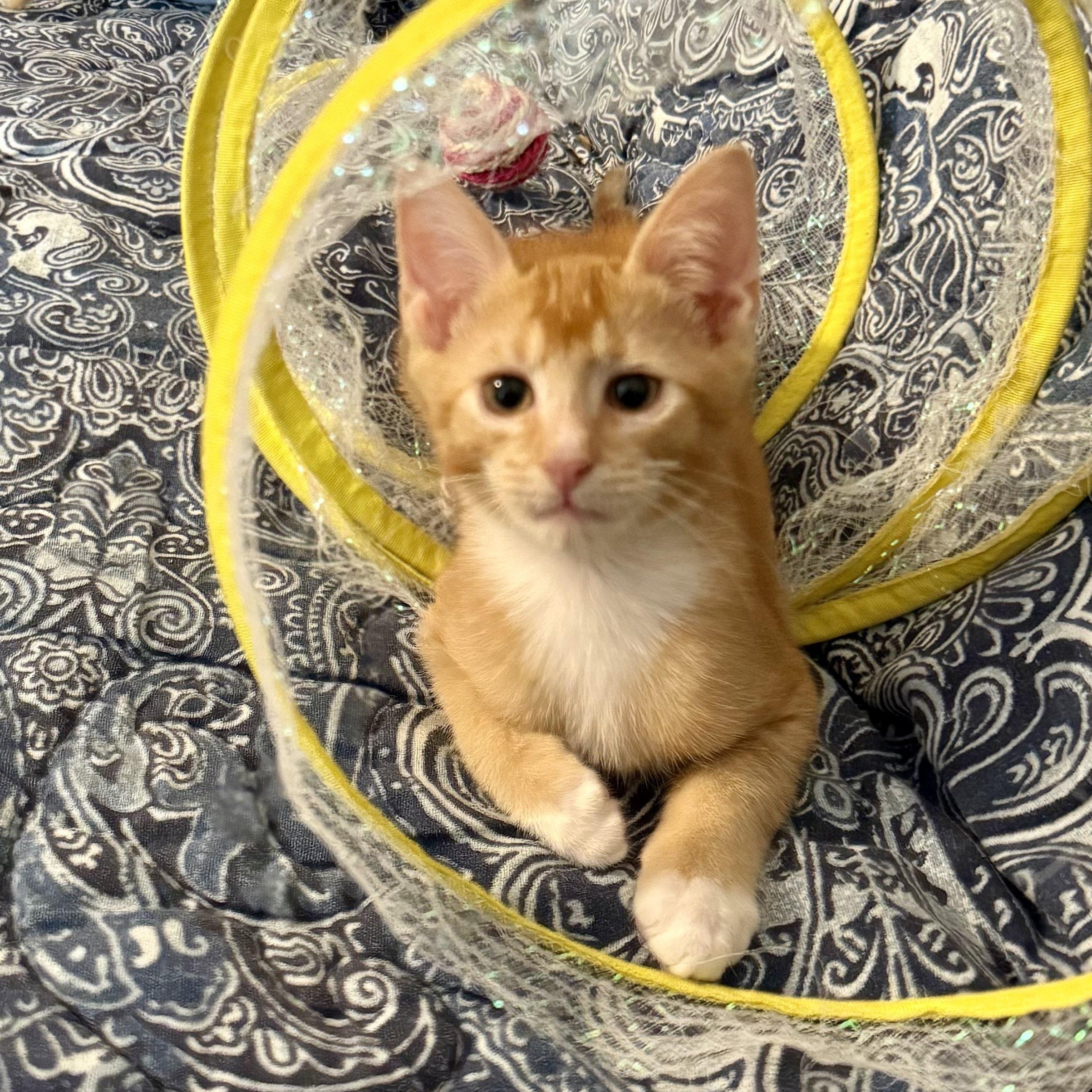 Herbie (adopt w/Hobbes)