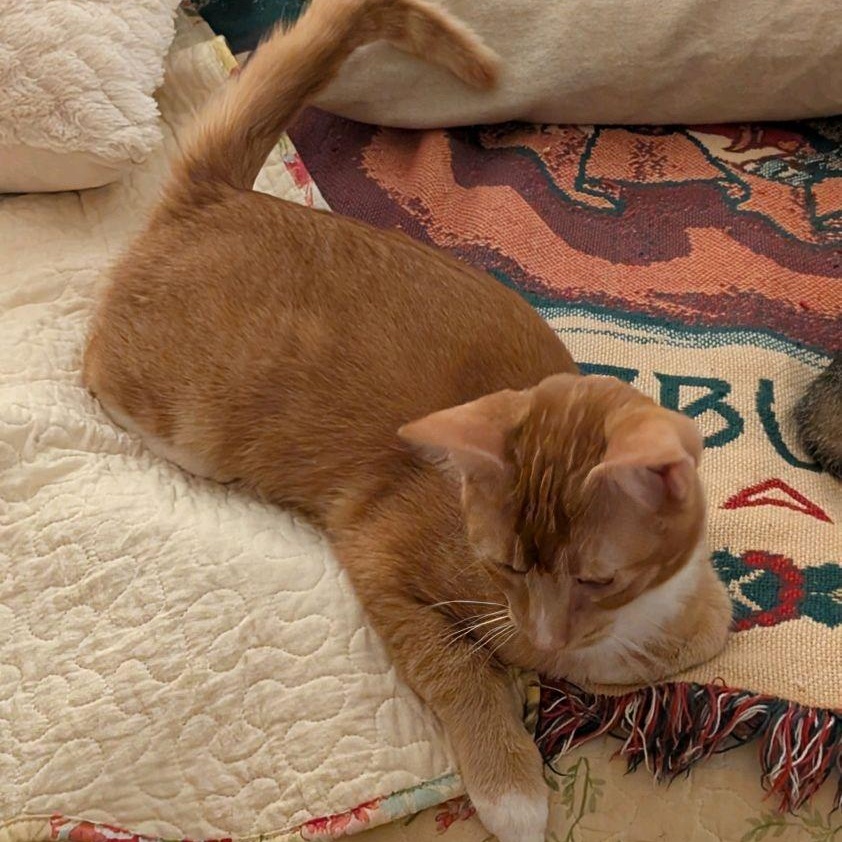 Herbie (adopt w/Hobbes)