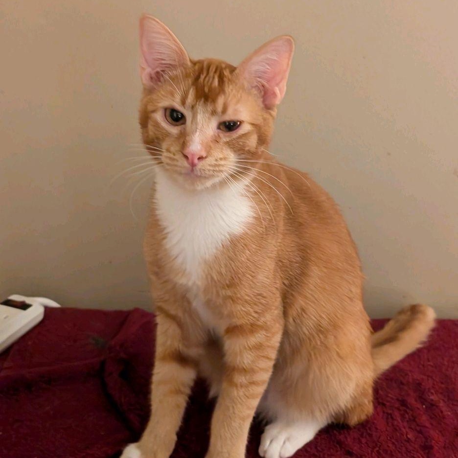 Herbie (adopt w/Hobbes)