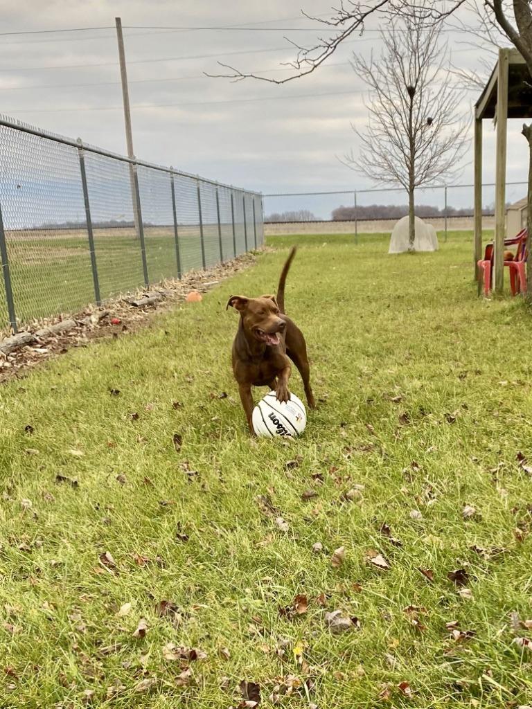 Morocco, Adoptable, Adult Male Labrador Retriever.