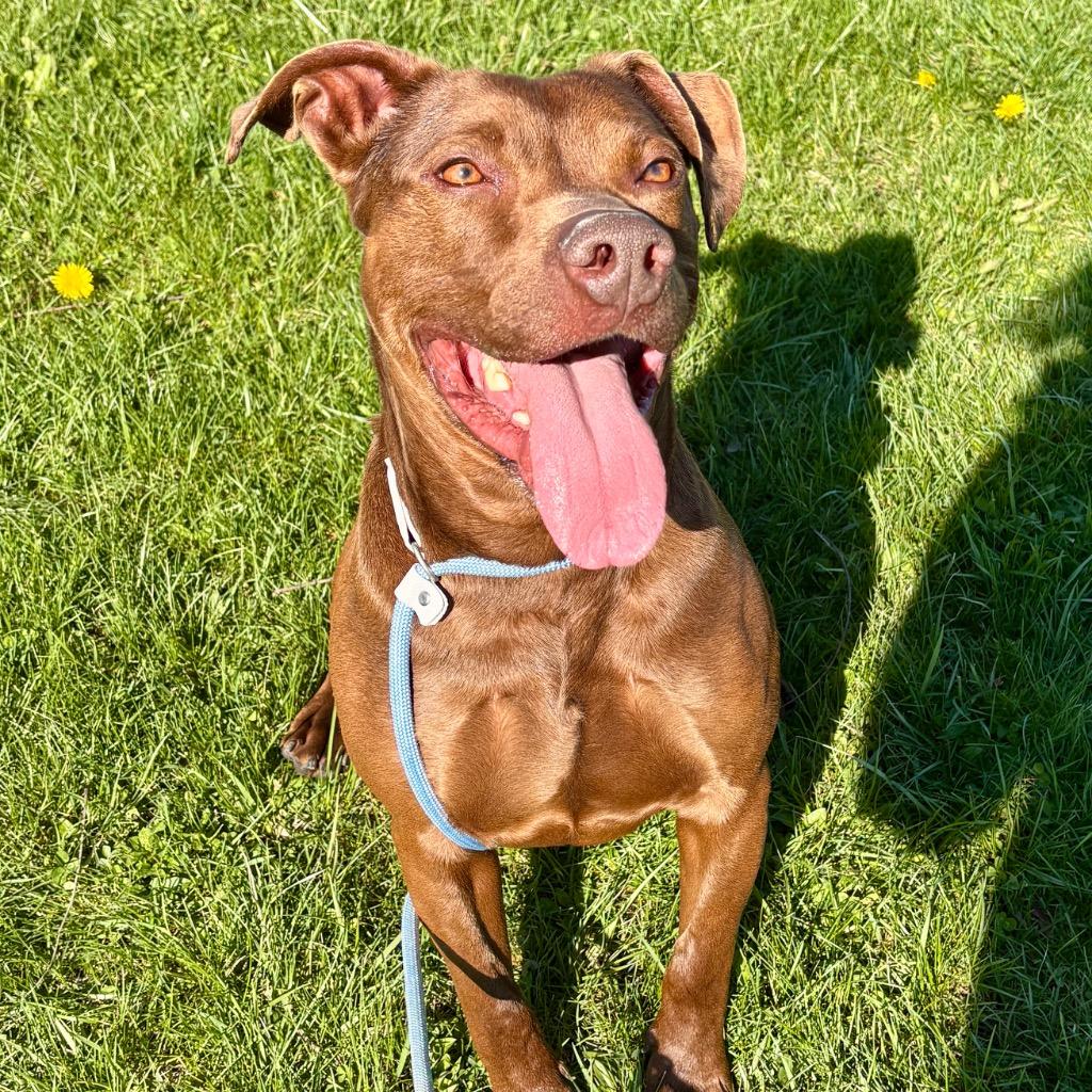 Morocco, Adoptable, Adult Male Labrador Retriever & Terrier.