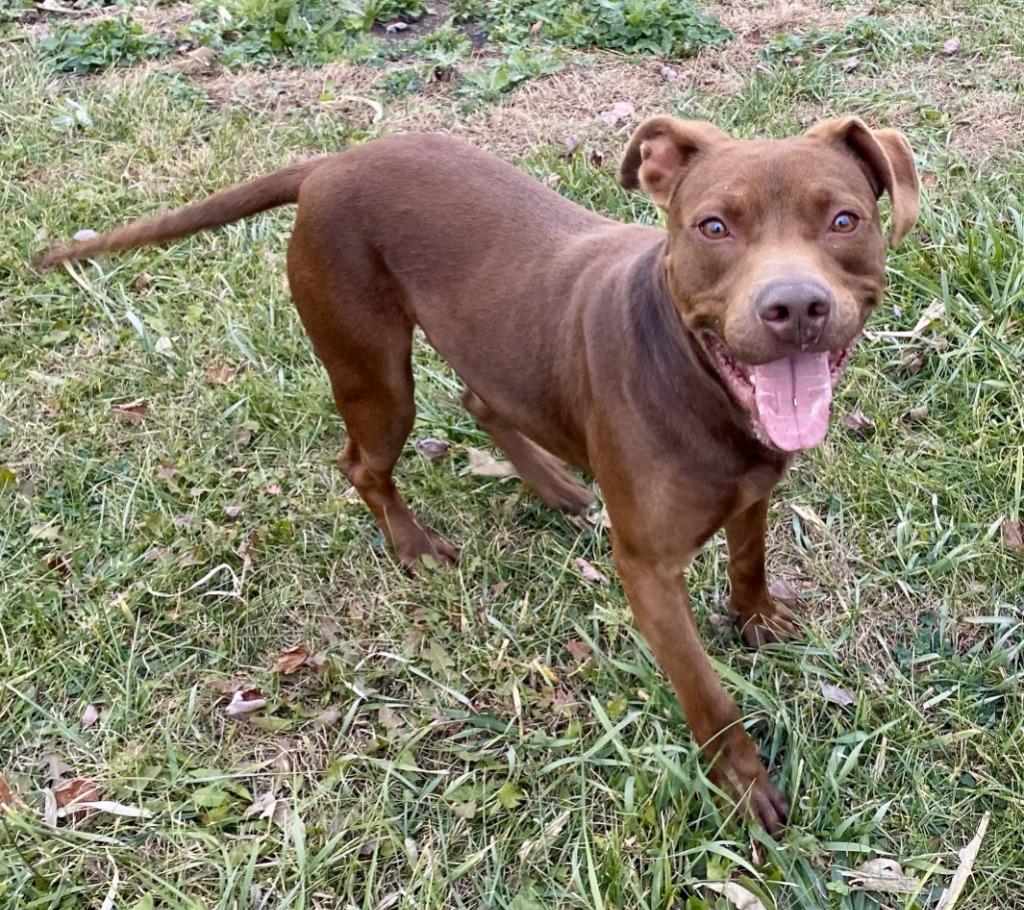 Enlarge Morocco, a Adoptable mixed breed in Hartford City, IN image 2/5