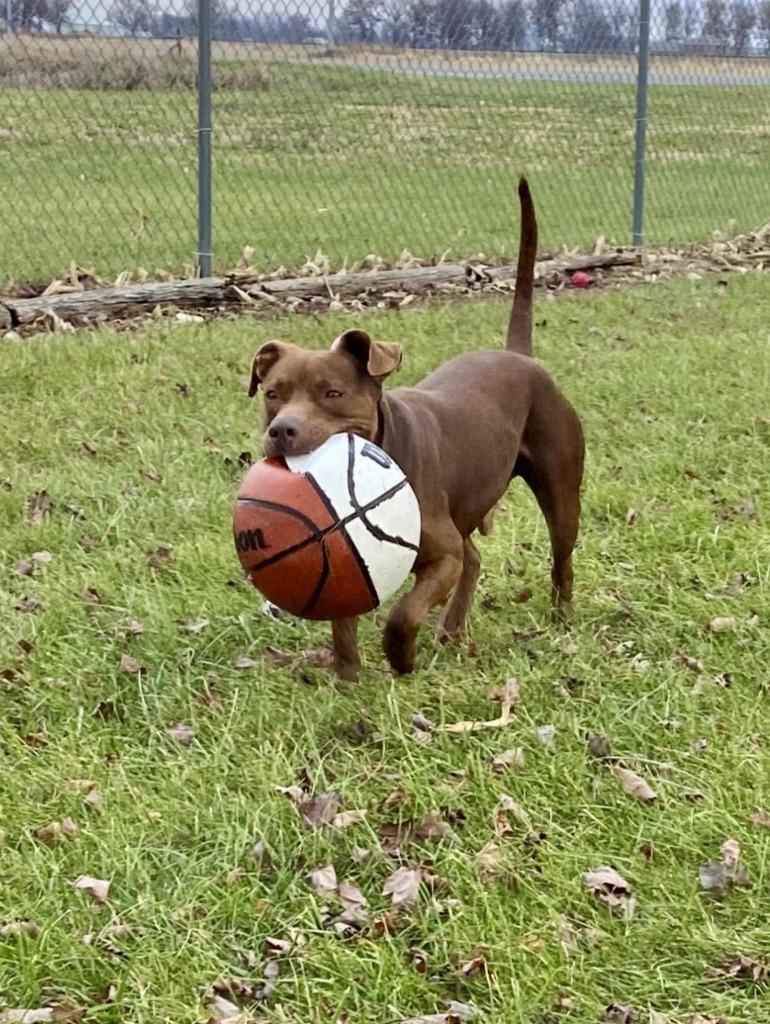 Enlarge Morocco, a Adoptable Labrador Retriever in Hartford City, IN image 3/6