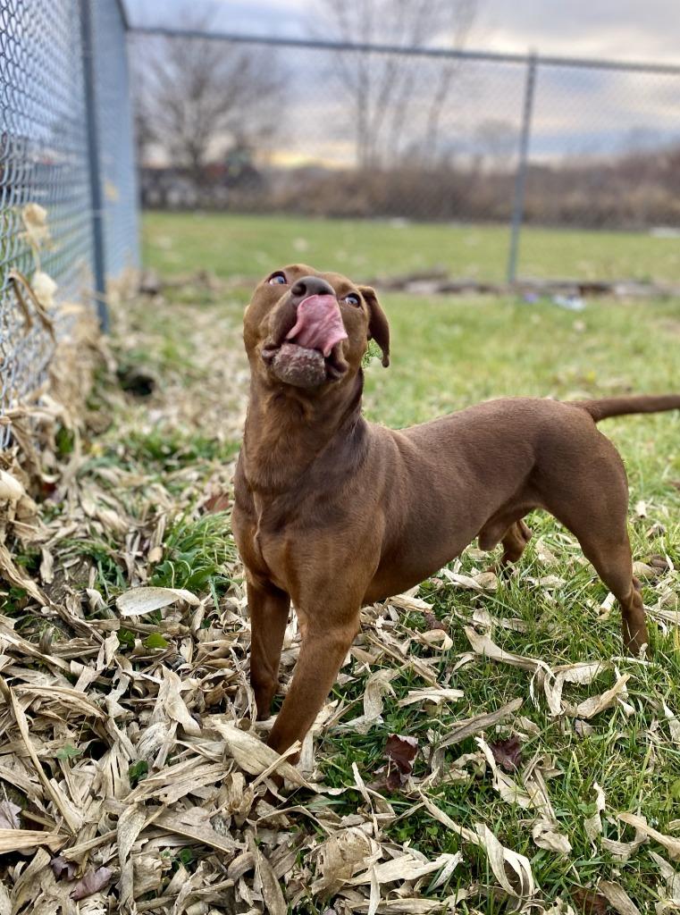 Enlarge Morocco, a Adoptable mixed breed in Hartford City, IN image 4/5