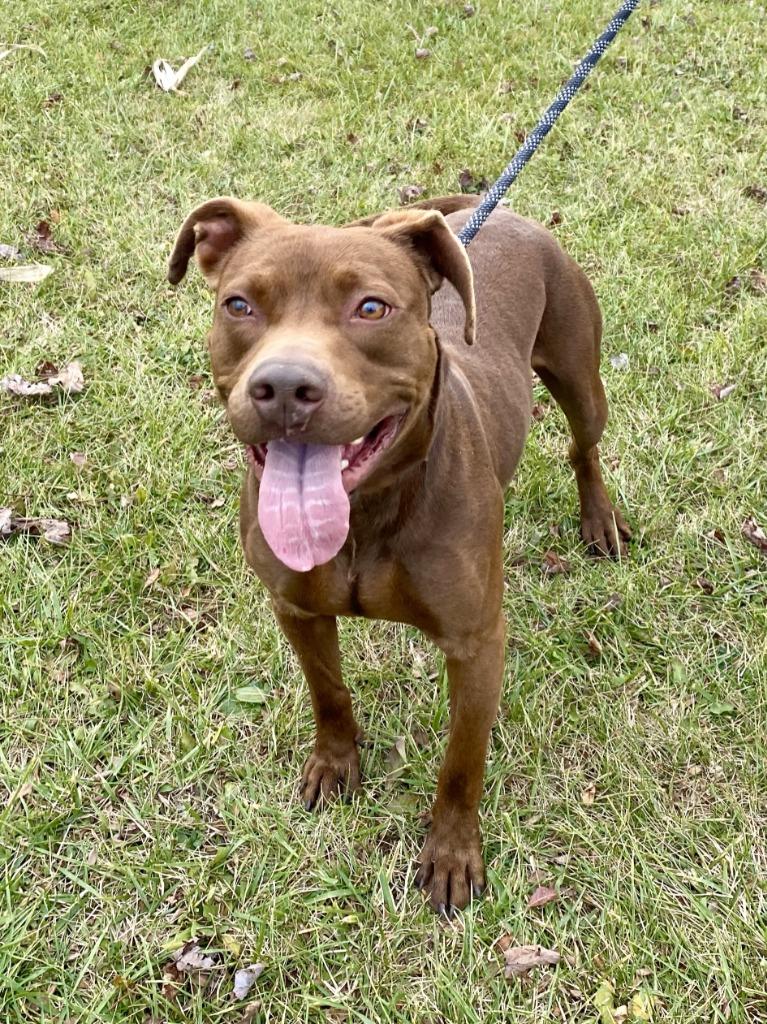 Enlarge Morocco, a Adoptable Labrador Retriever in Hartford City, IN image 4/6